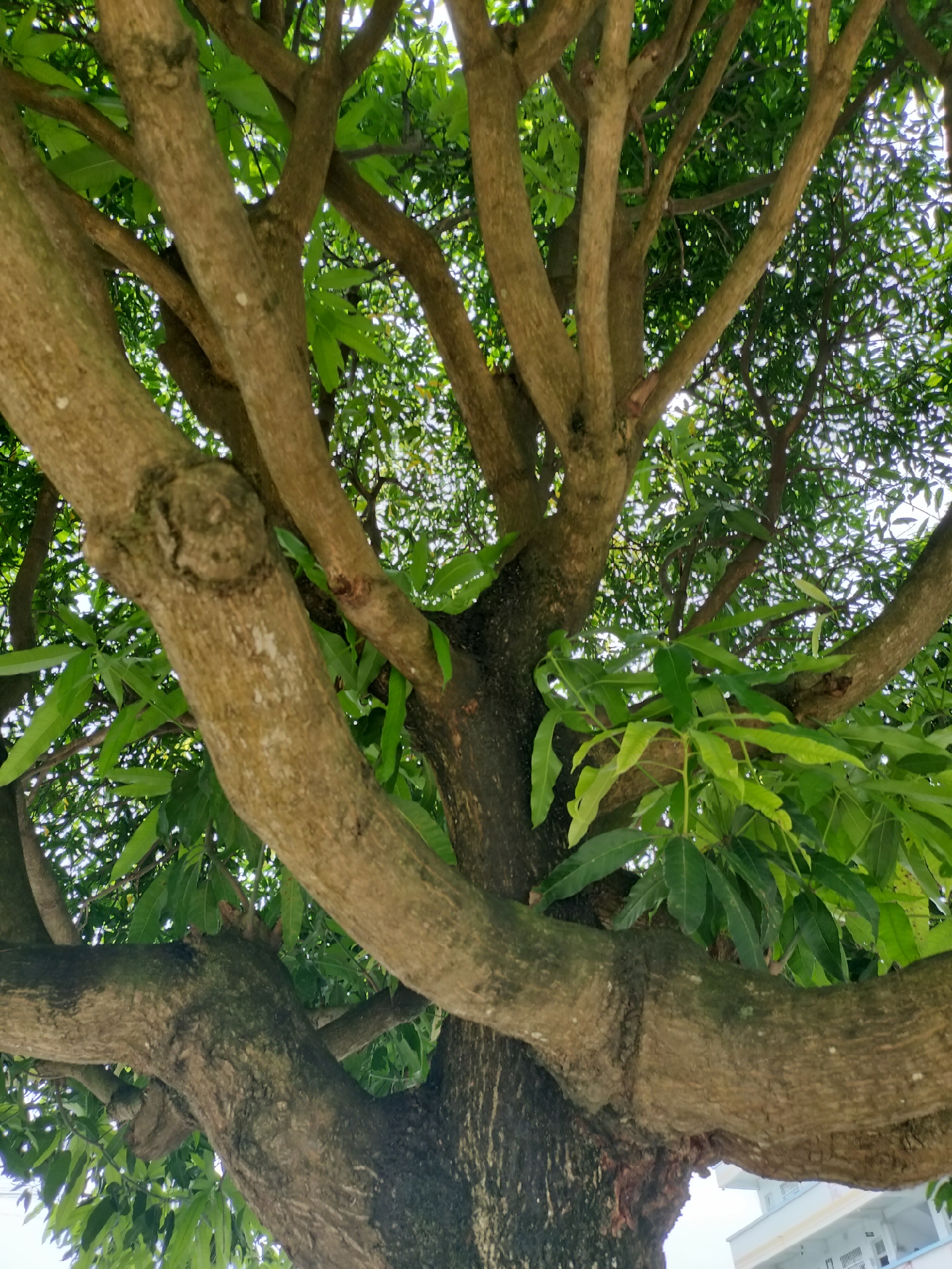 他说是芒果树,这种芒果树长得特别高大