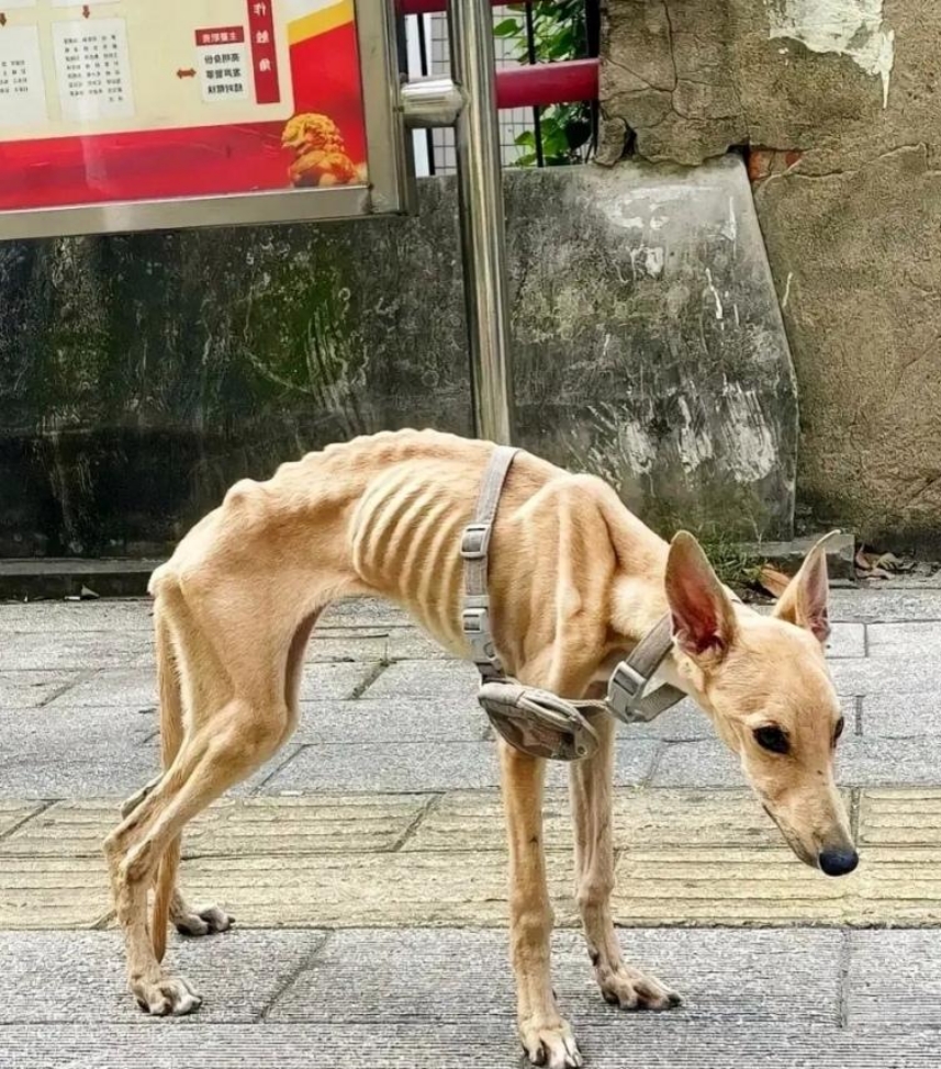 狗狗腰那块特别瘦图片