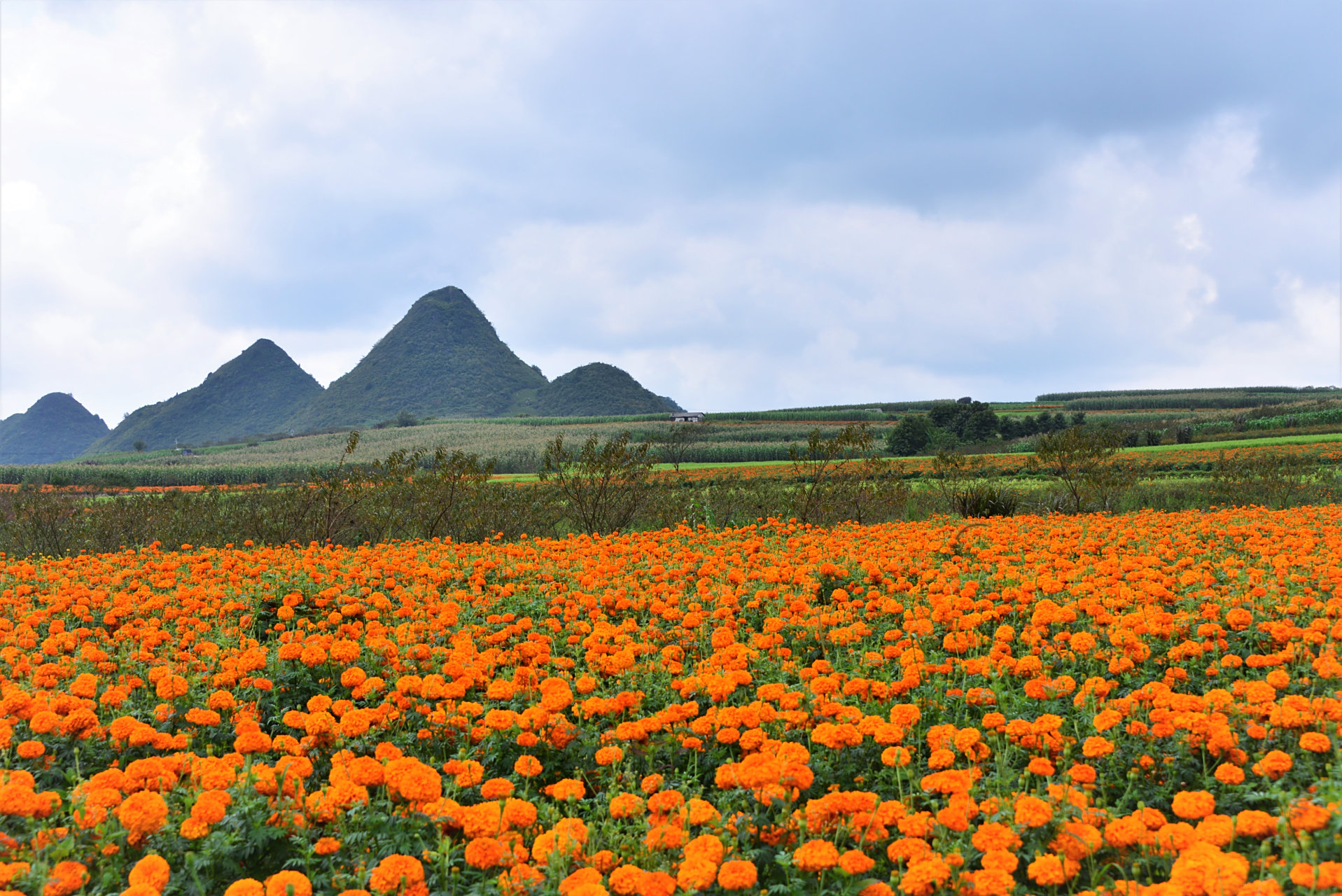 心花怒放菊花海.