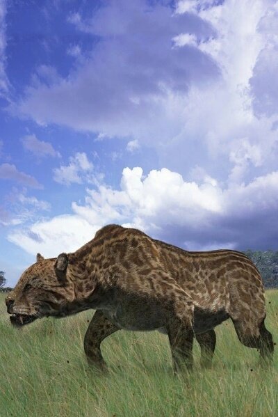 生活在中新世(miocene)到更新世