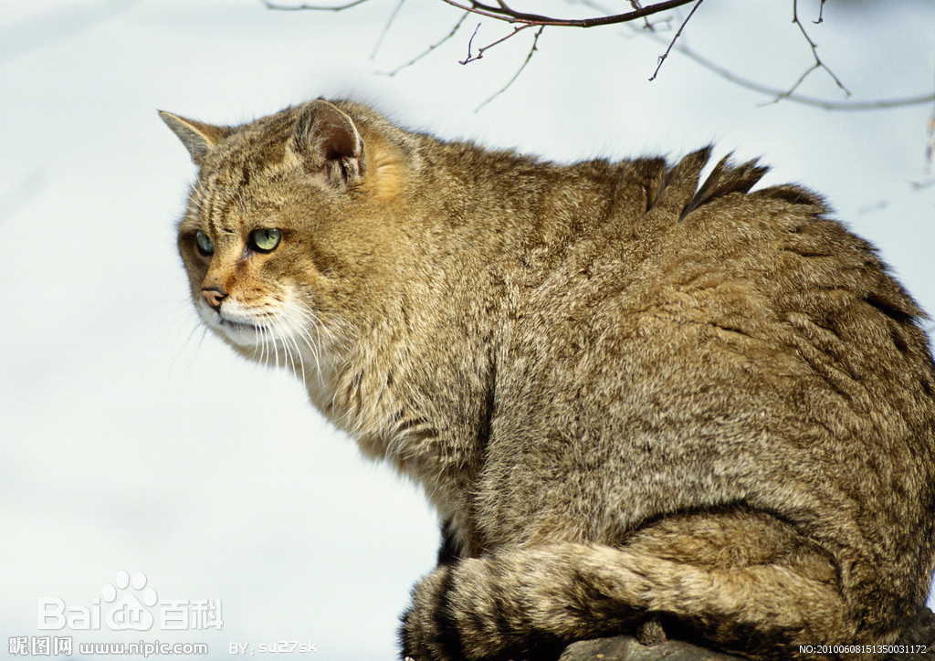 european wild cat)是欧洲(europe)温带地区
