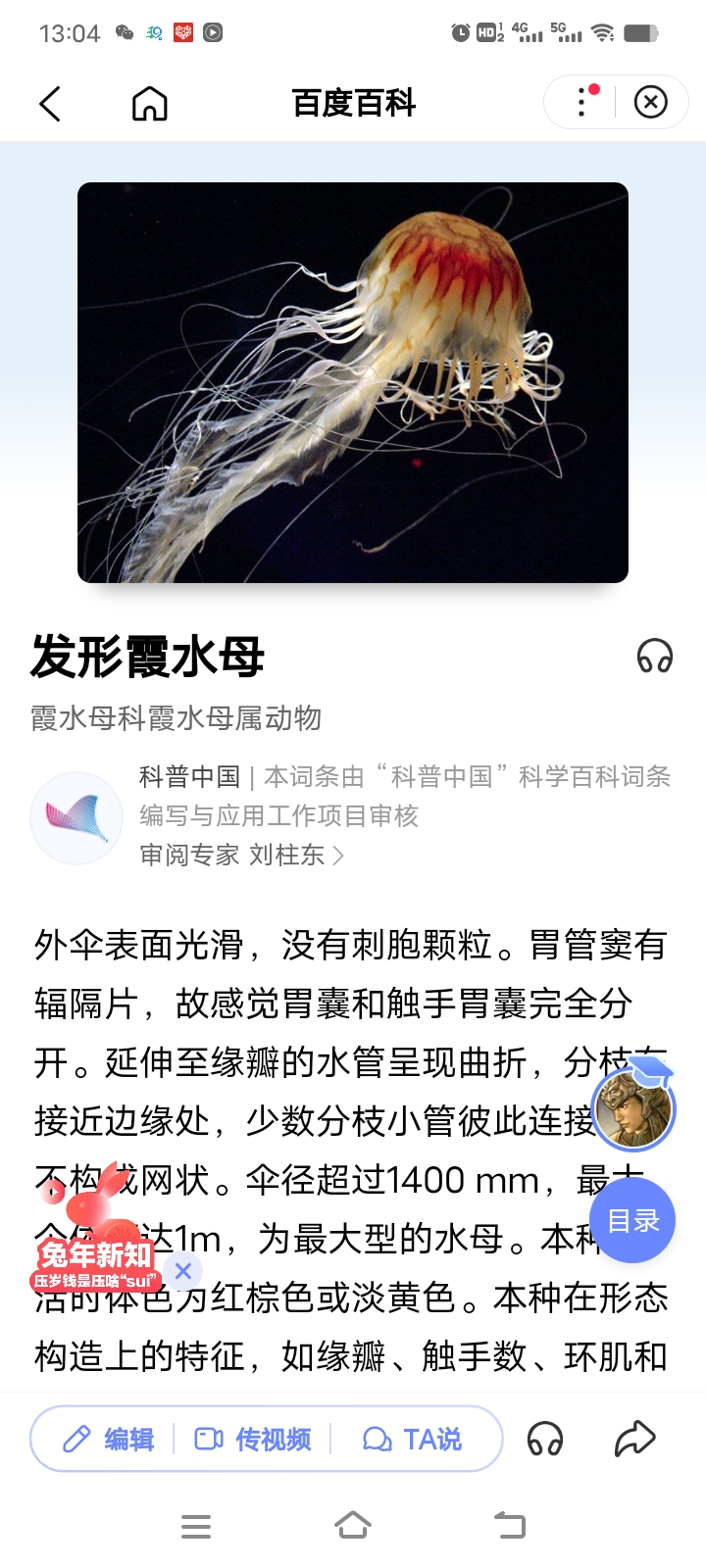 世界上最毒的水母一发形霞水母@百度百科
