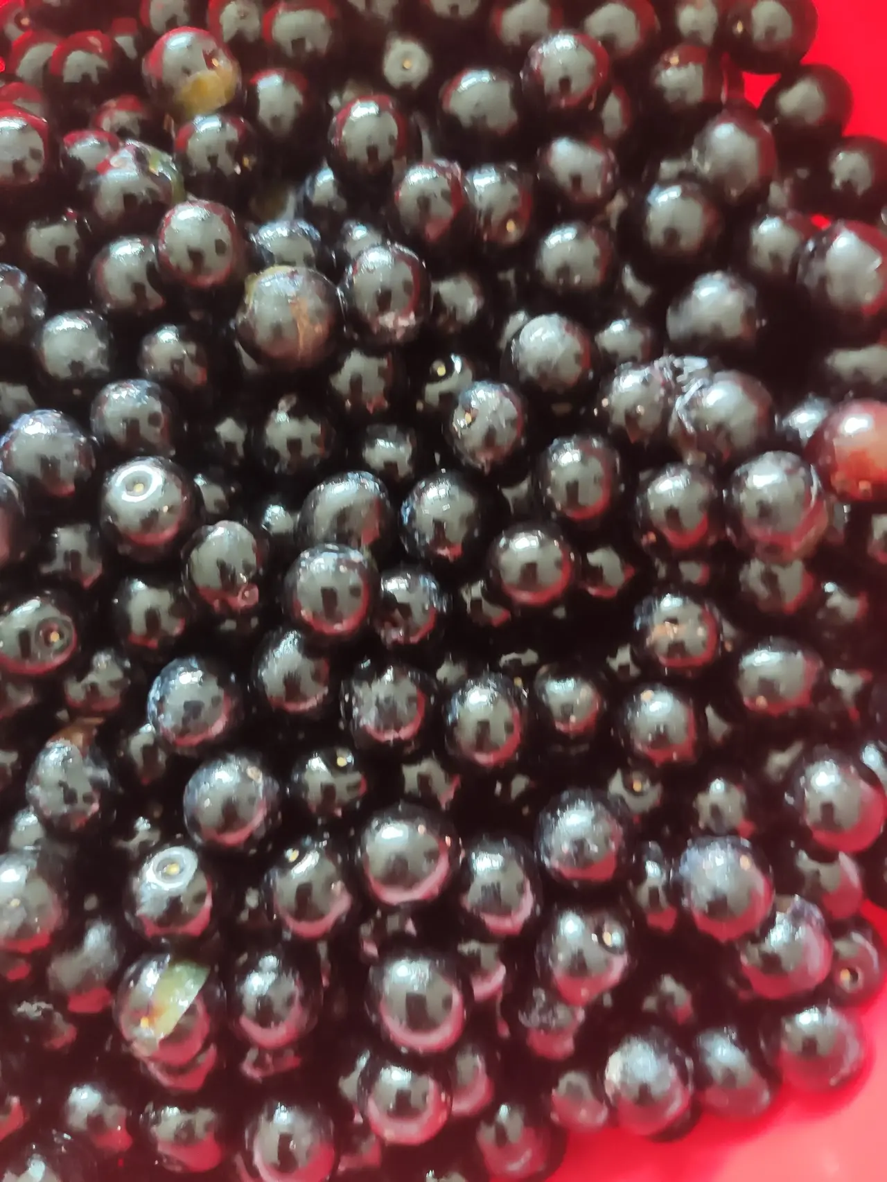 我们这大街上有一种树结的果实听说叫臭李子,也不知道名字叫的对不对