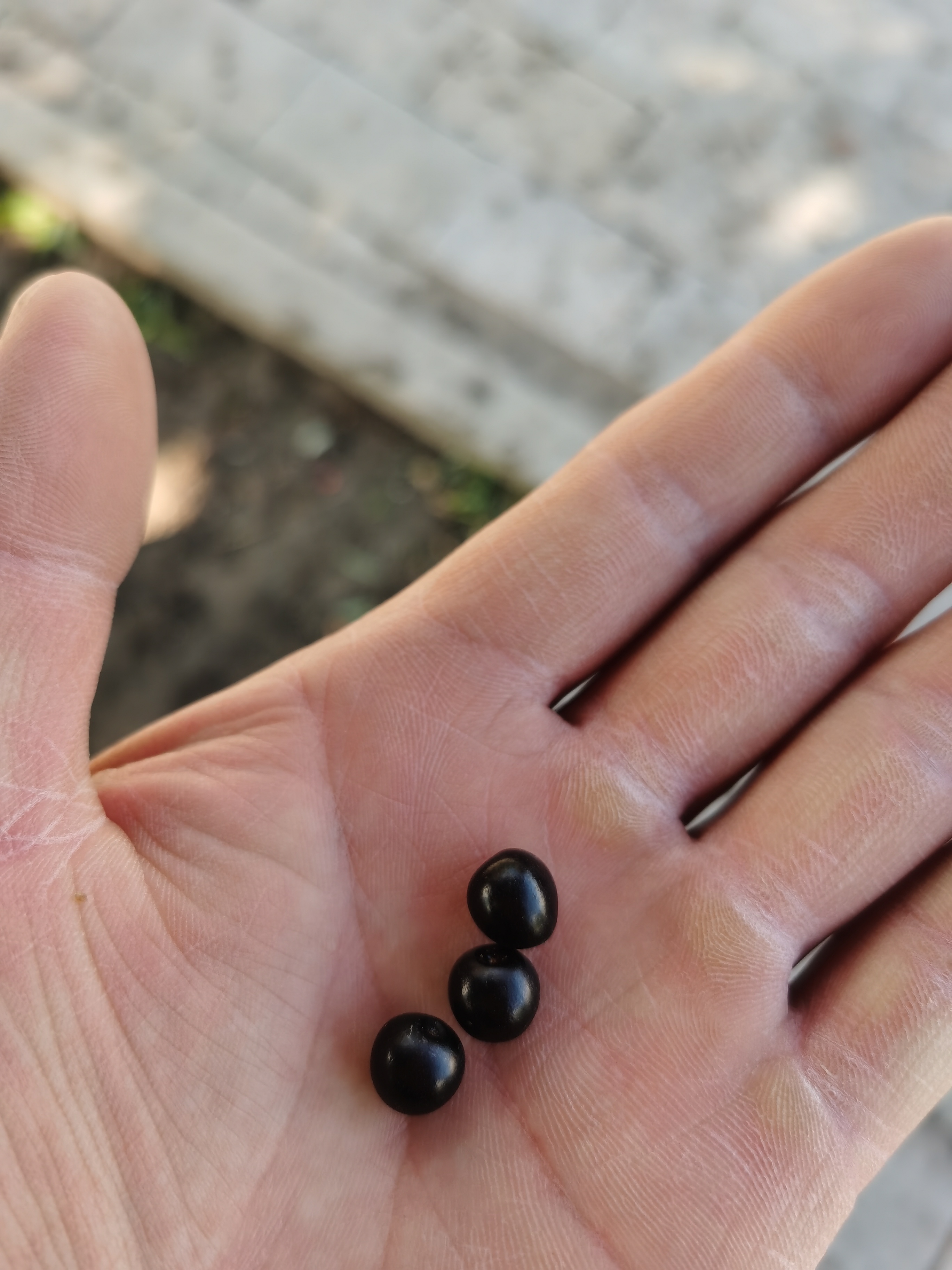 我们这大街上有一种树结的果实听说叫臭李子,也不知道名字叫的对不对