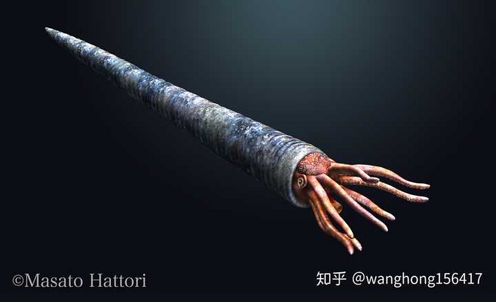 忘更了,抱歉 房角石(cameroceras)是头足纲,鹦鹉螺亚纲的一属.壳直,隔