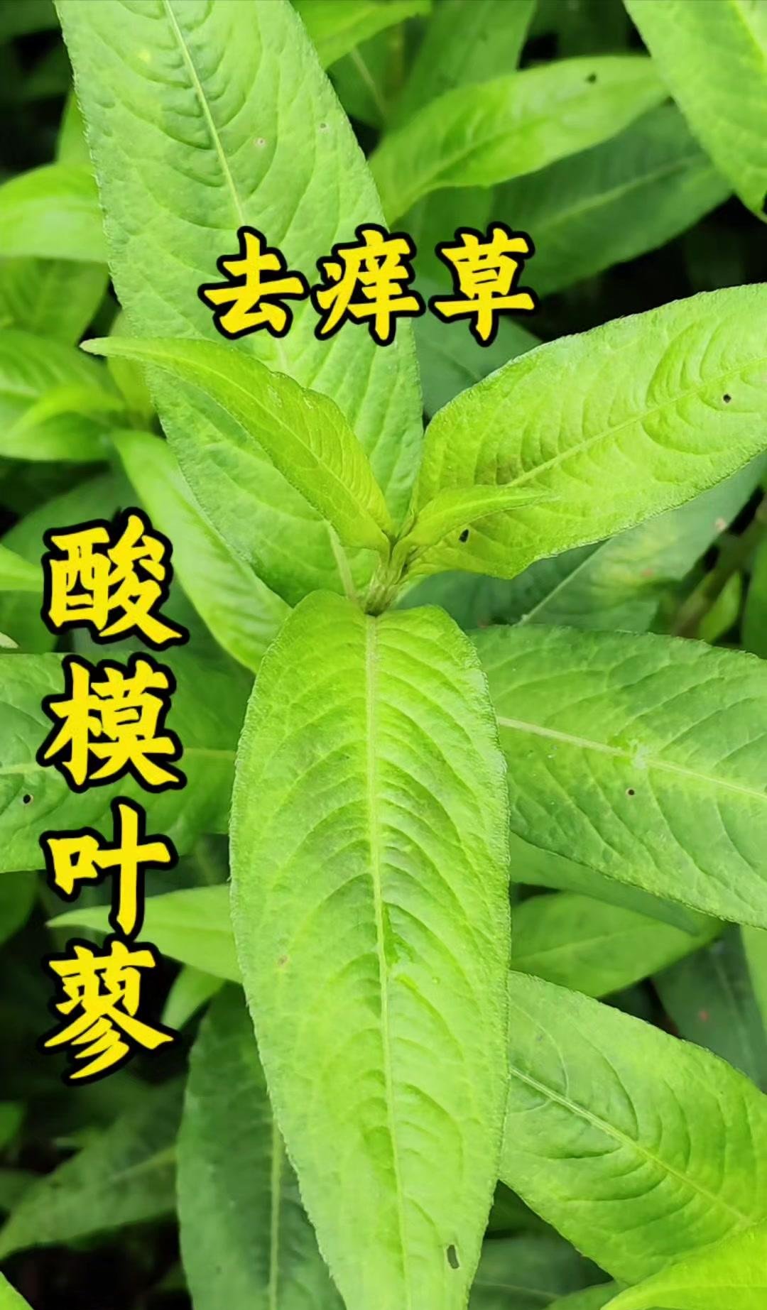 同城的寇姓和杨姓朋友快来看看这种植物,这是农村里最常见的一种小草