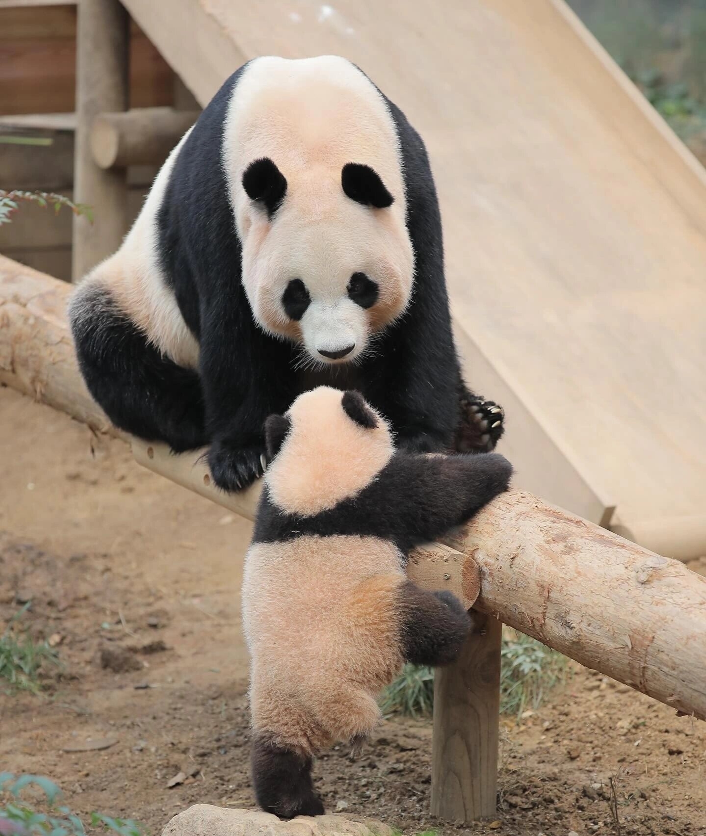 睿宝爱宝 94黑白熊猫母子,温馨时刻93  熊猫妈妈和宝宝坐在木栏杆