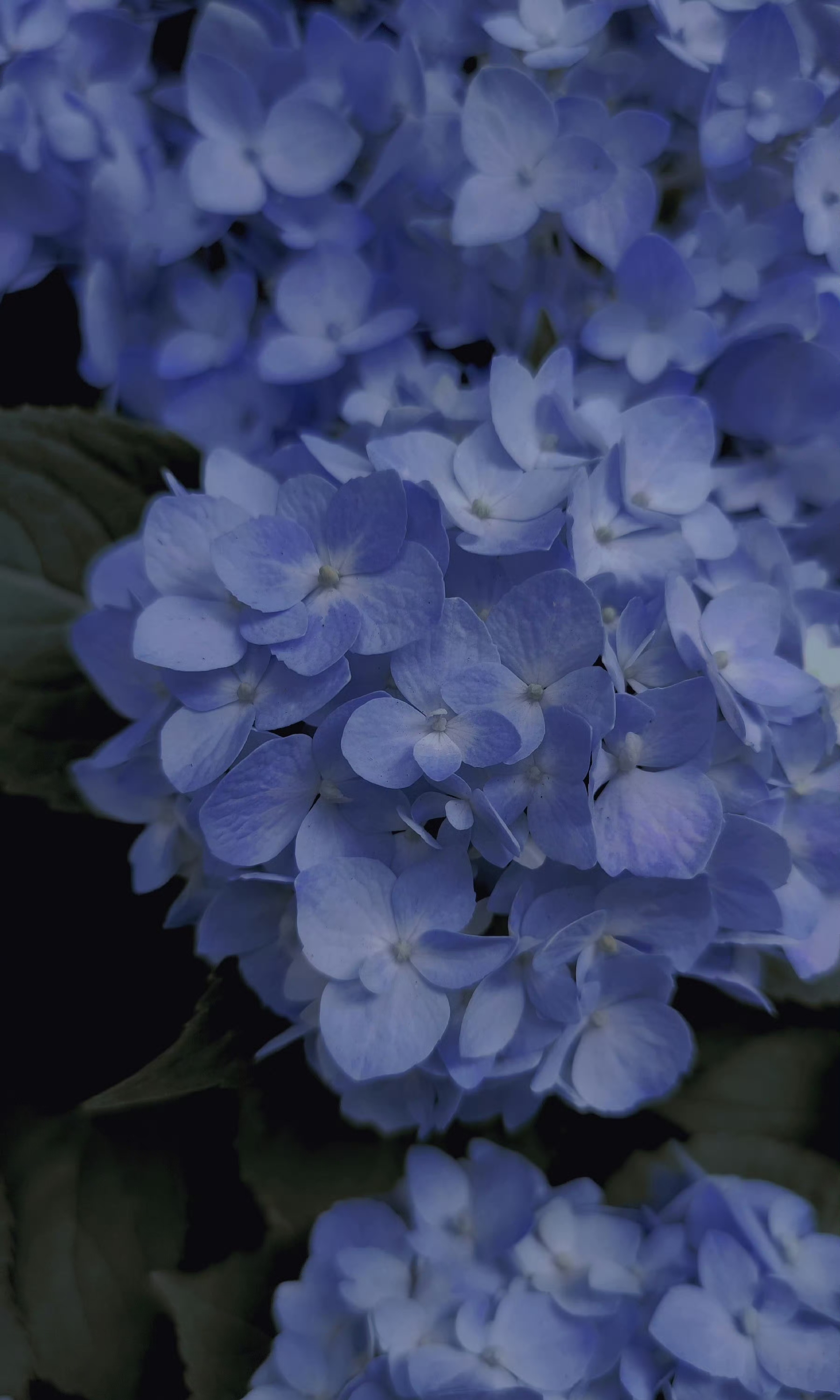 绣球花  949897花开无声,色彩却诉说着万千情感.