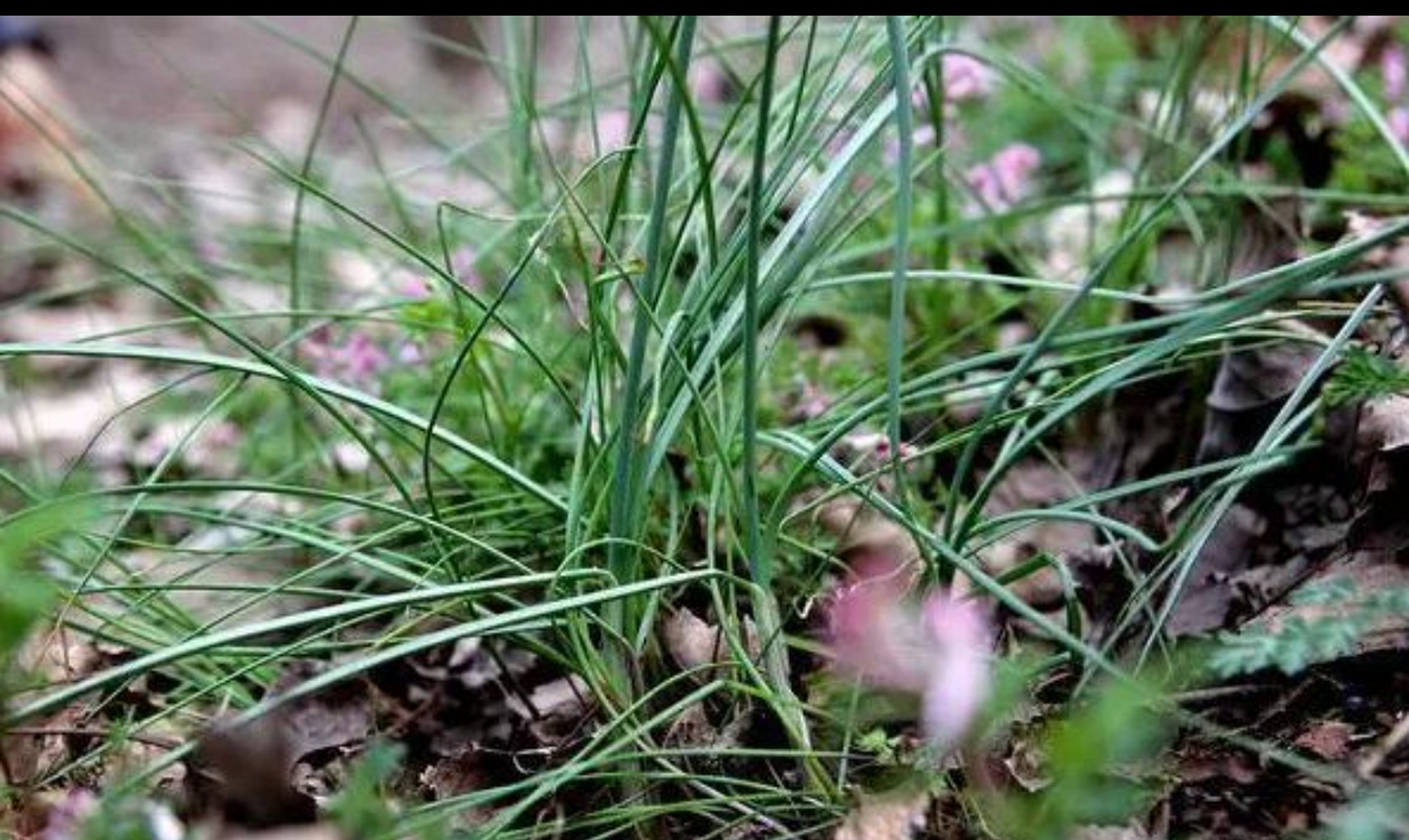 每天认识一种植物# 野小蒜     随着嘻嘻哈哈声中,我们又开始了春季"