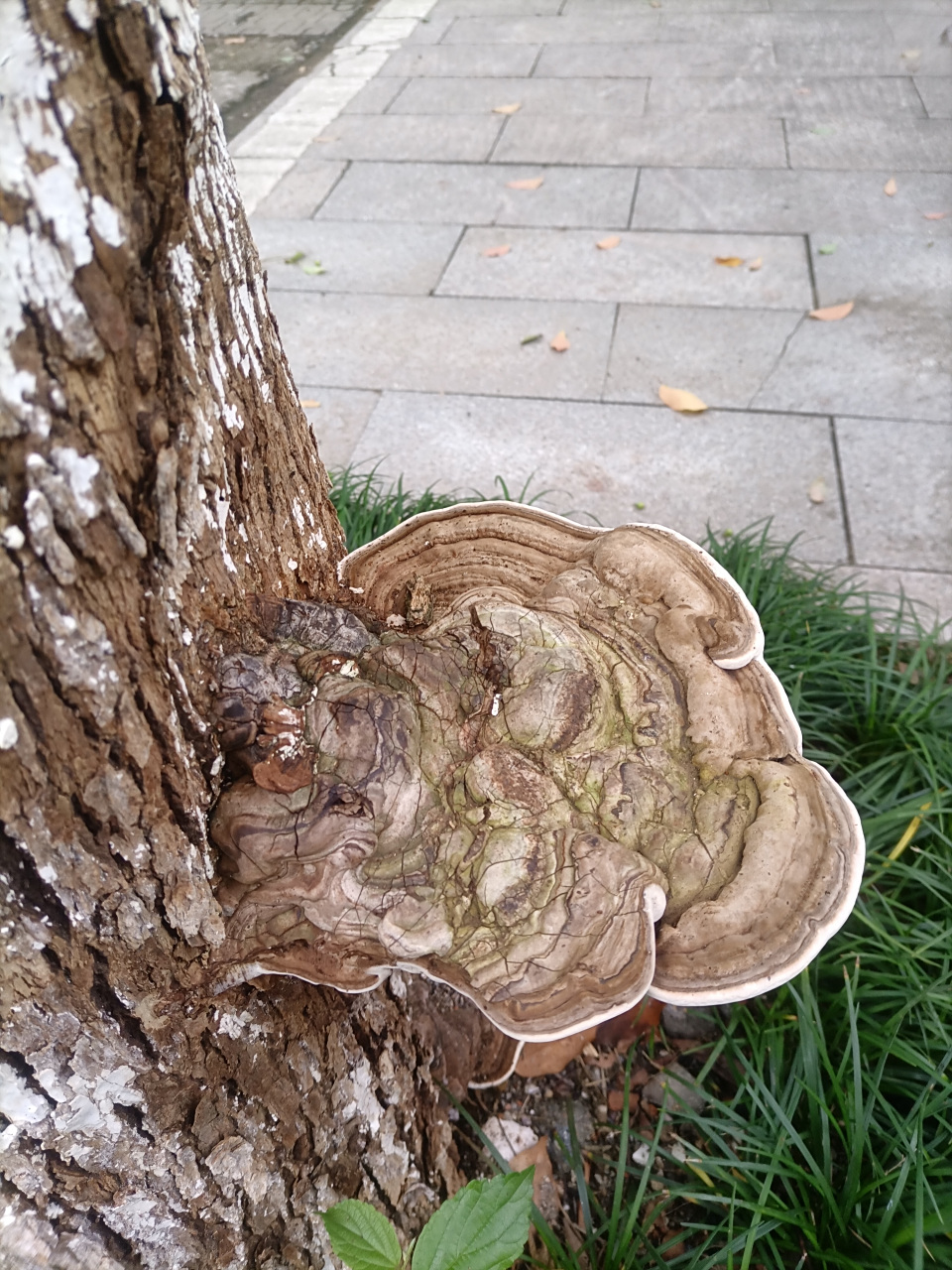 长在树上的,有点像灵芝,不知是什么东西