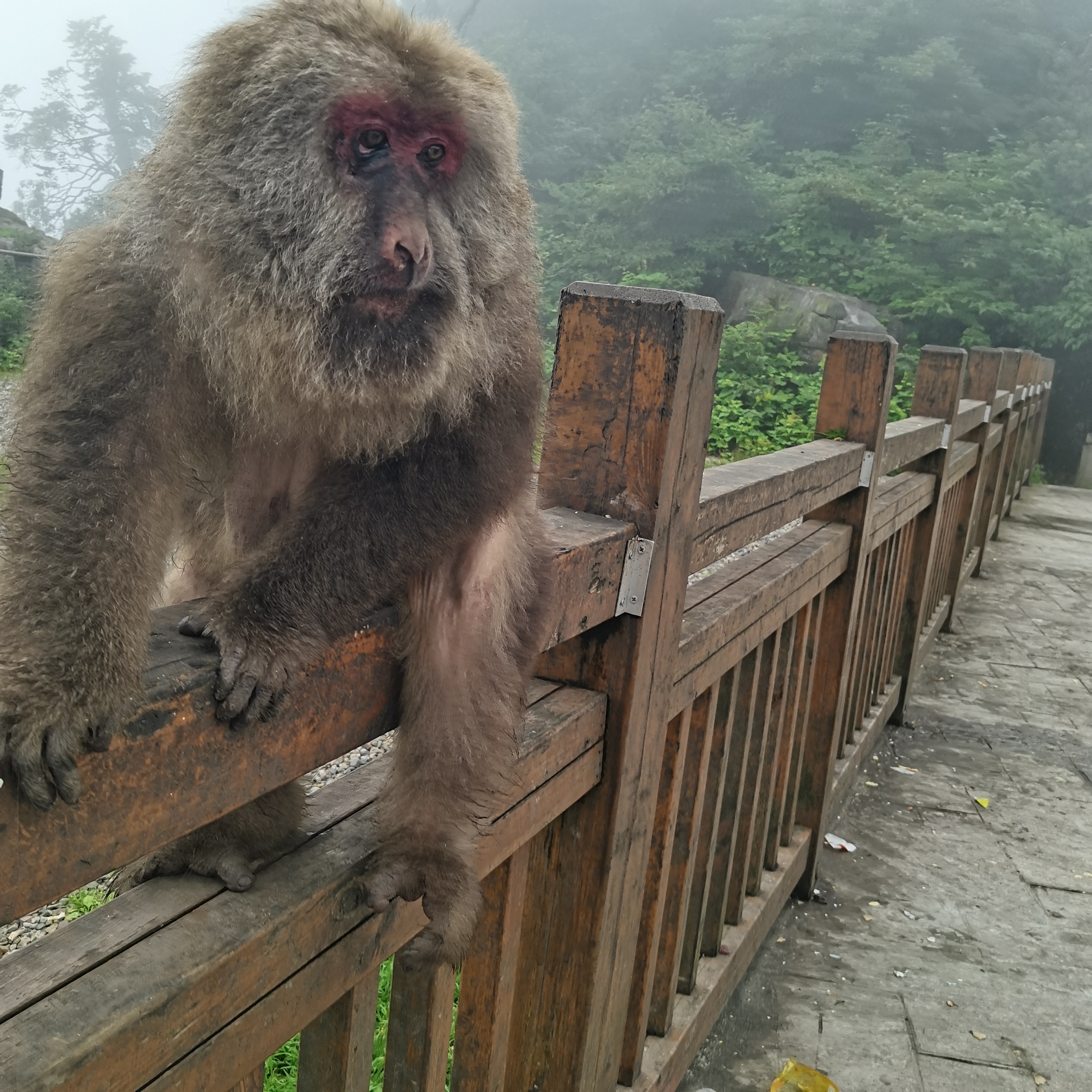 "猴子的午后沉思 阳光透过绿叶,一只猴子悠闲地坐在木栏上,它的眼神