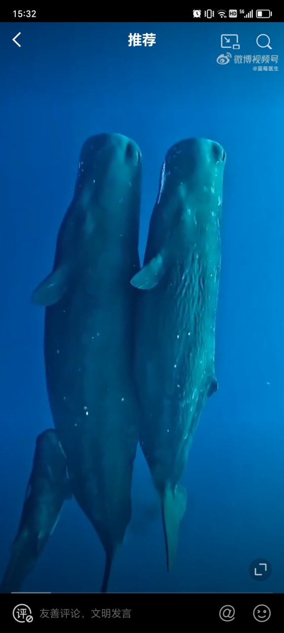 最新看到一个有意思的睡觉视频,不知道这抹香鲸一家睡着之后会不会