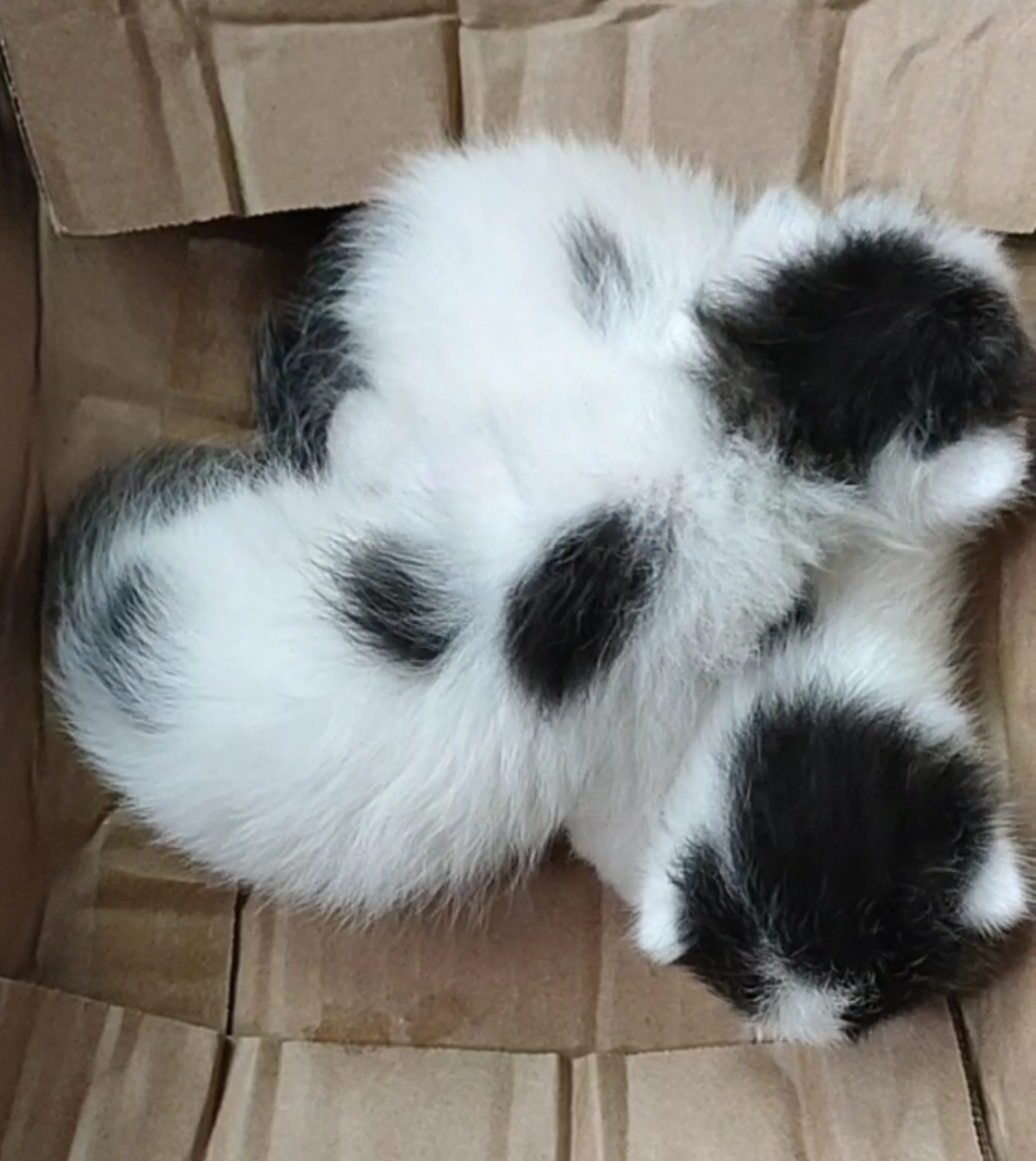 黑白花小狮子猫性格温和,善良,喜欢与人亲近.