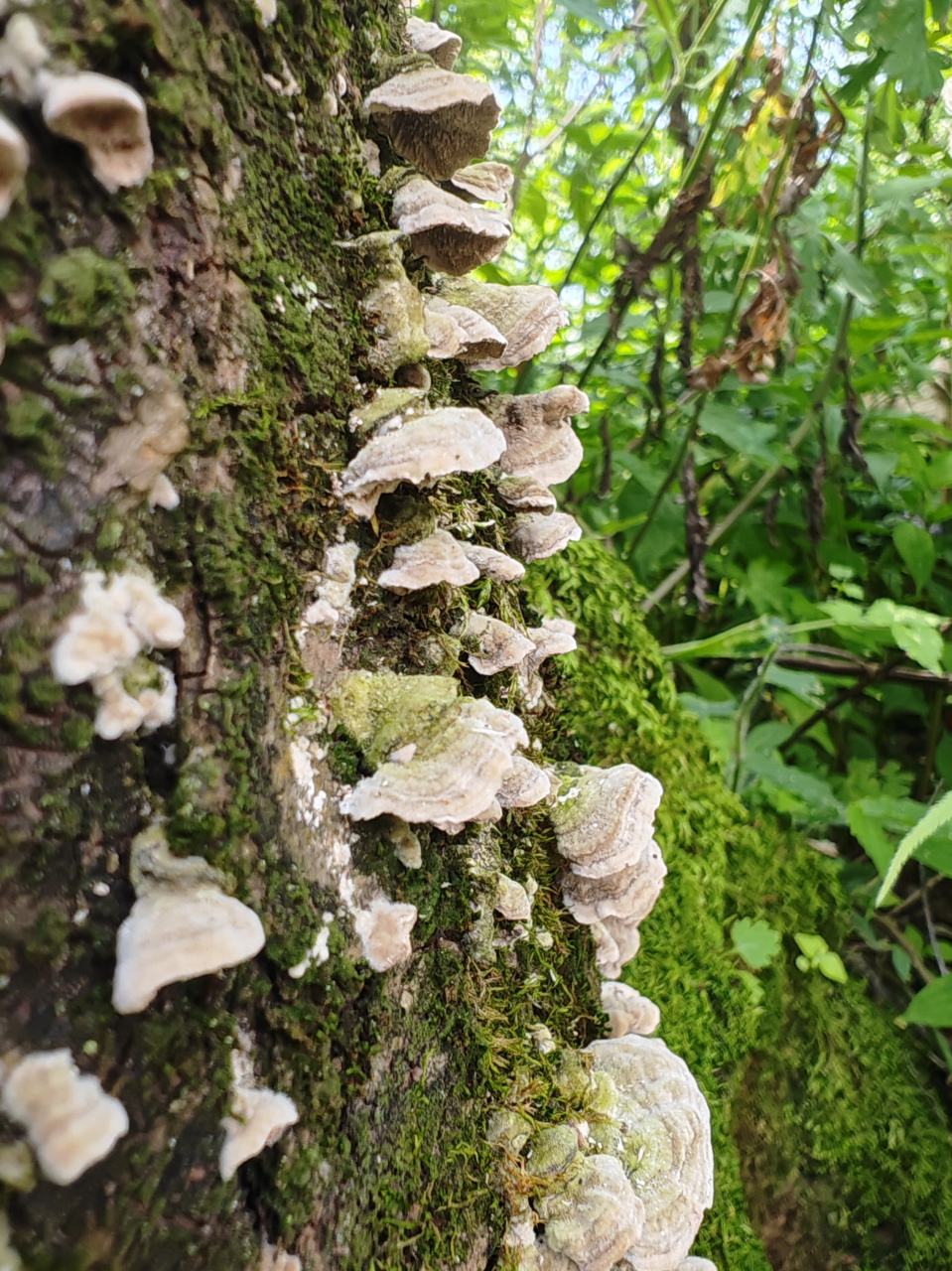 树干上长满了白色蘑菇,绿苔点缀其间,生机盎然.