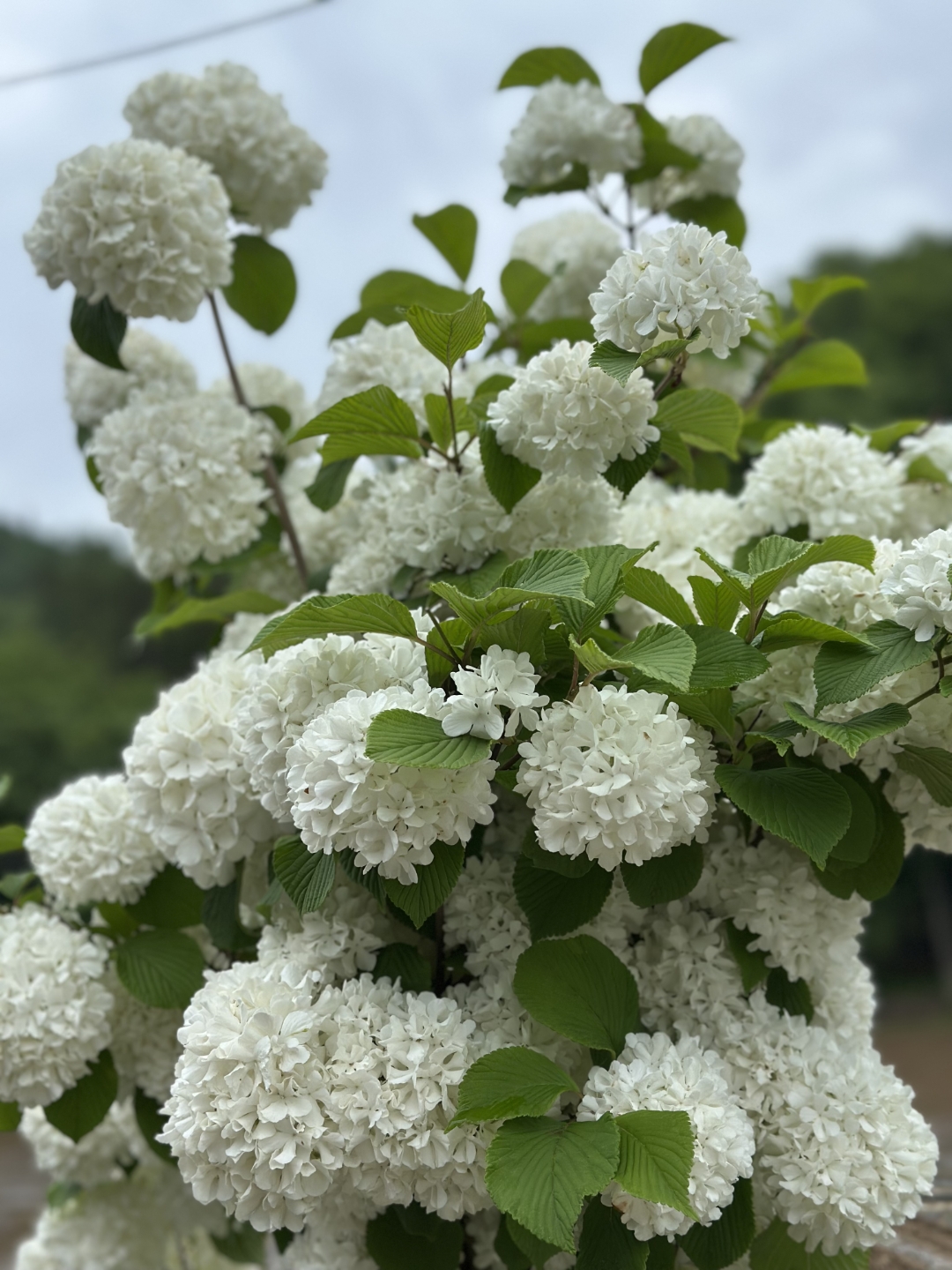 我知道绣球花是矮矮的植株,这种花是长在树上的,整棵树上开满了一簇簇
