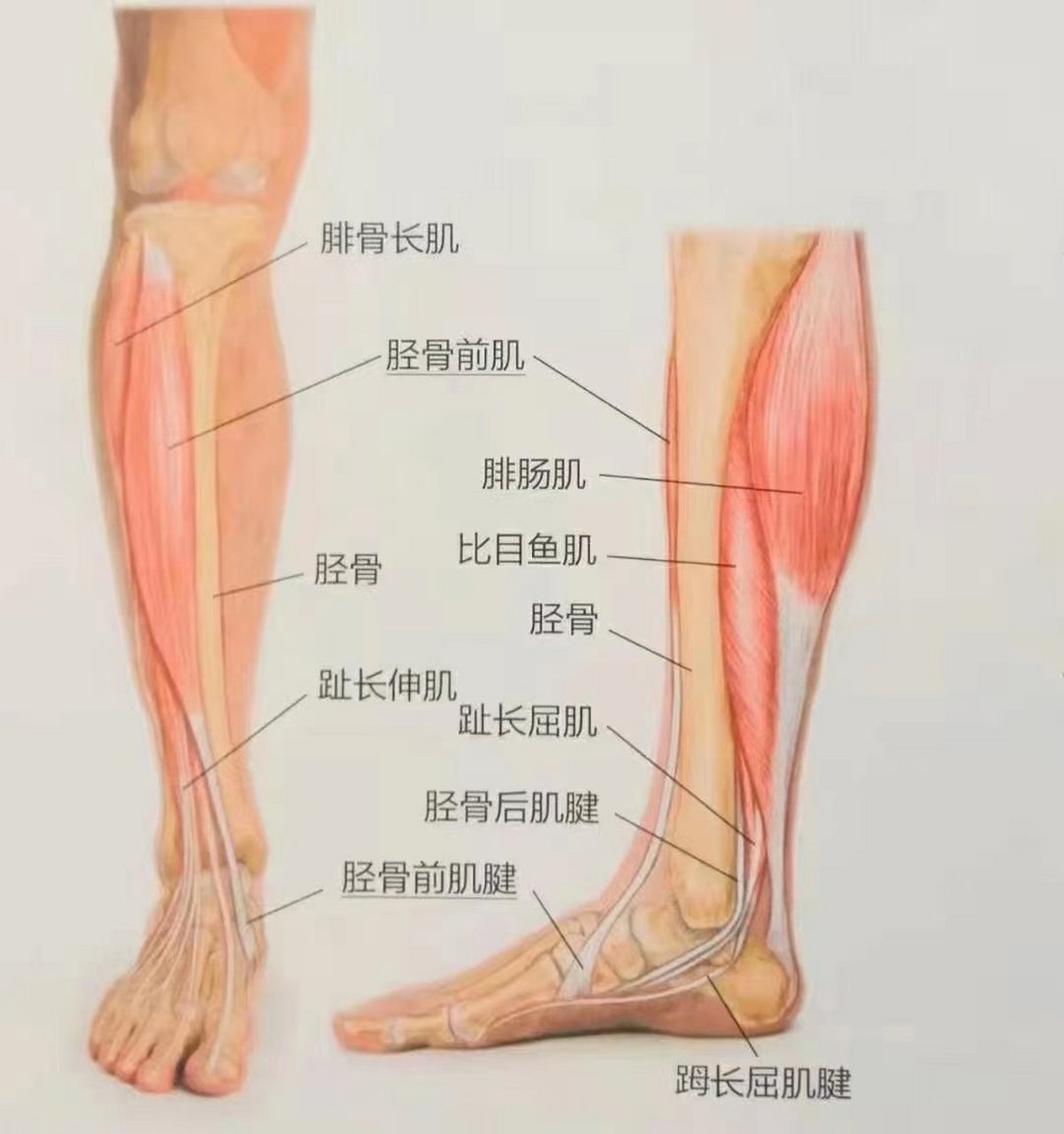 健身知识# 瑜伽知识分享  胫骨前肌是踝关节前侧重要的稳定肌,是足跟