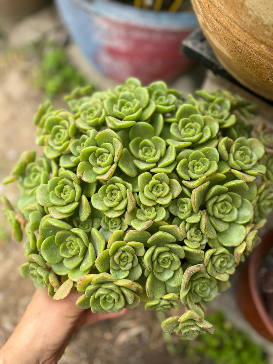百合丽丽