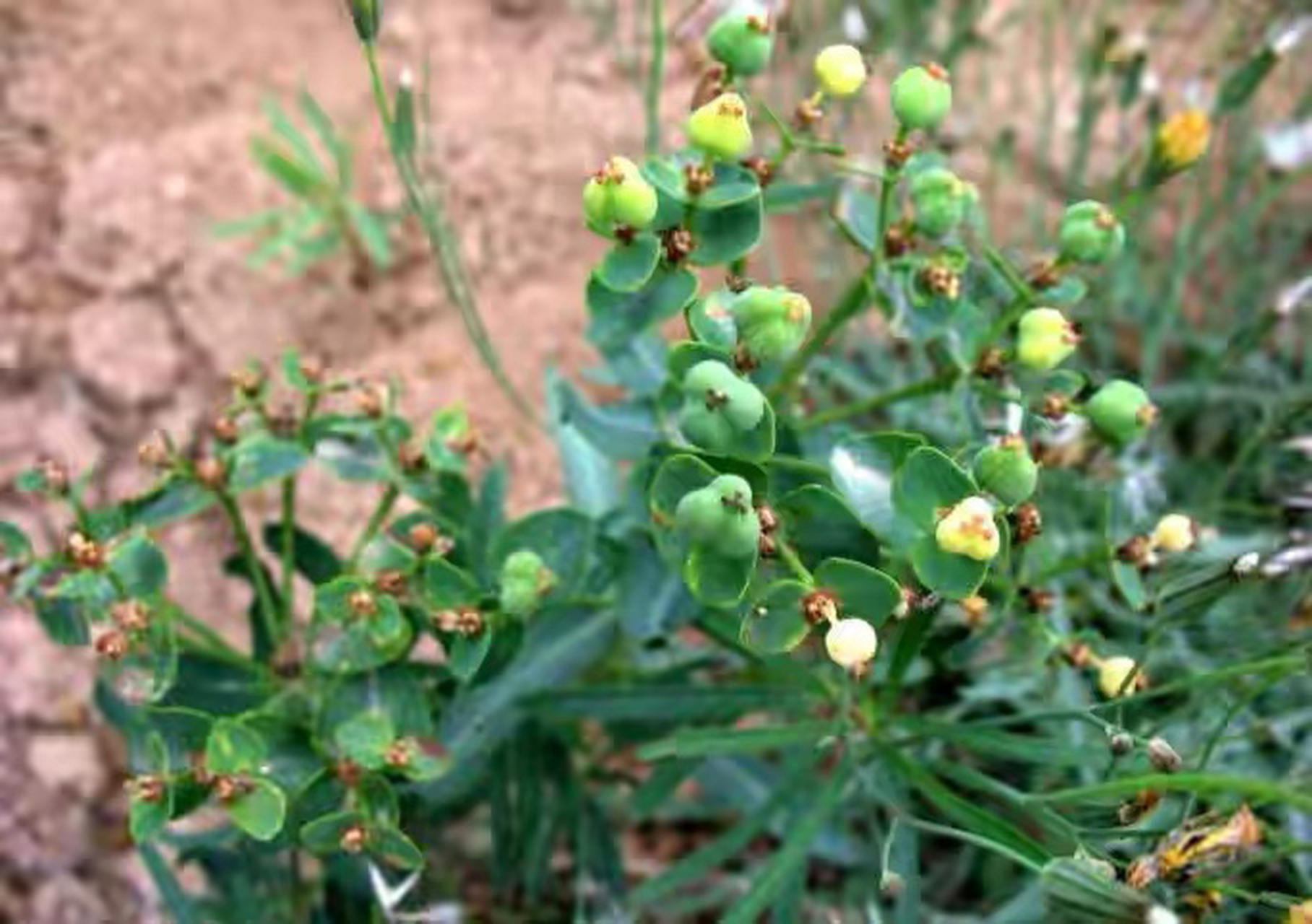 这一传不要紧,原来山野很多的一种草,现在快被挖绝了.