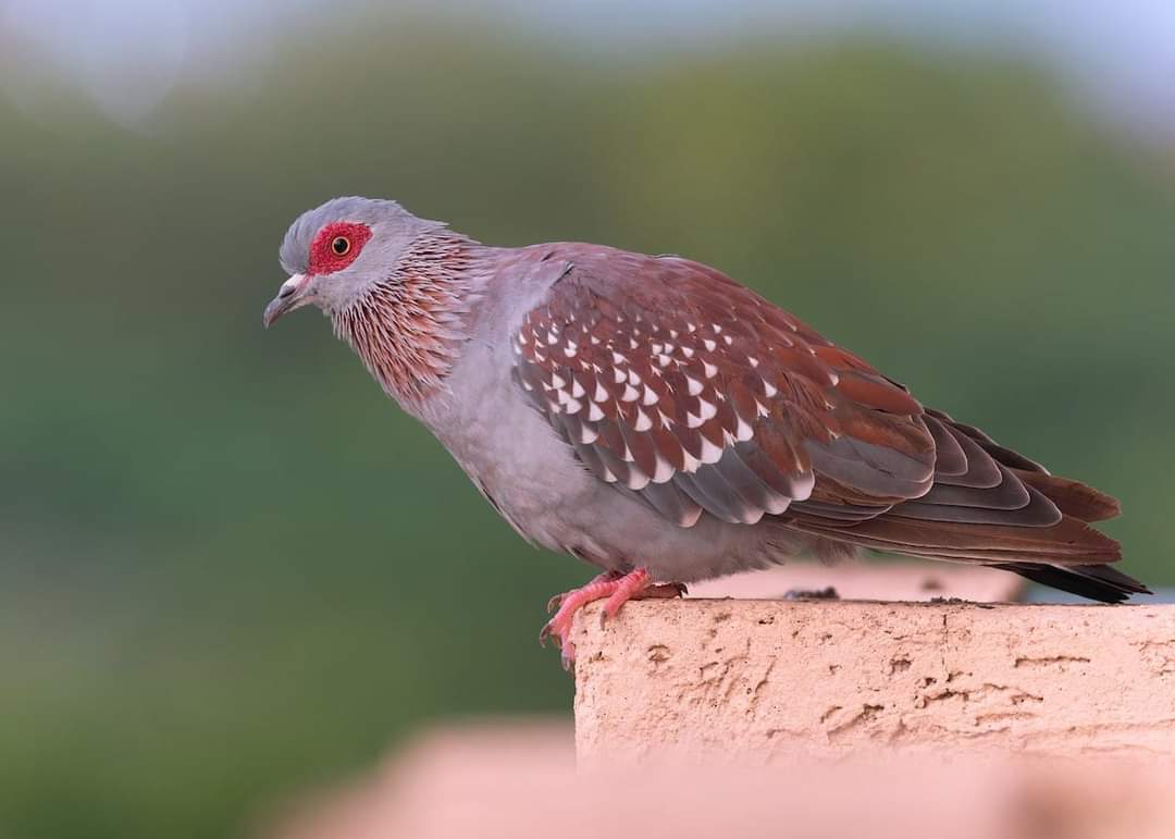 斑鸽#摄影爱好者联盟