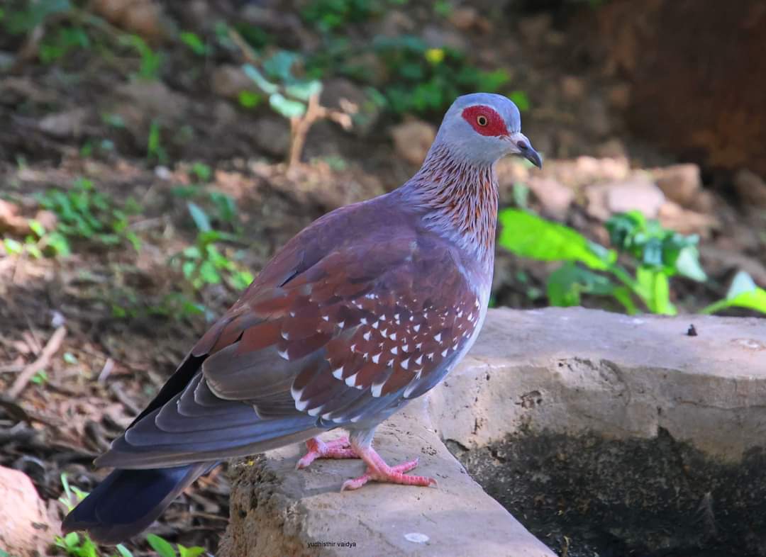 斑鸽#摄影爱好者联盟