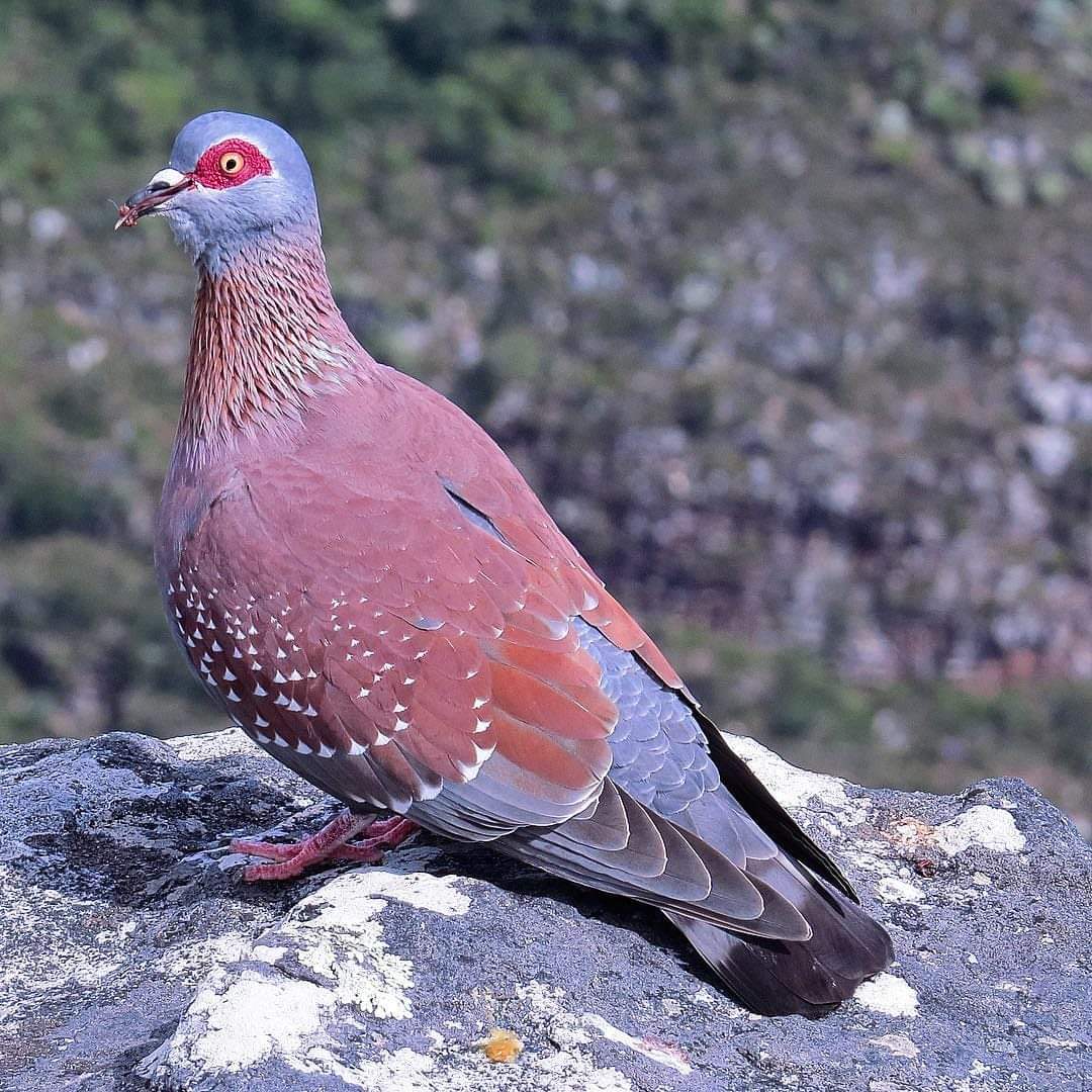 斑鸽#摄影爱好者联盟