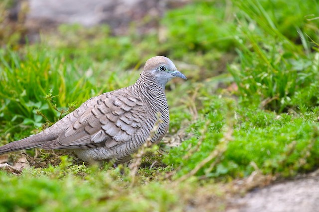 斑马鸠(学名:**geopelia striata**),又称**斑姬