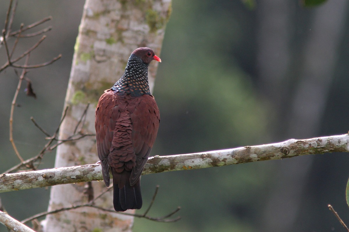 鳞斑鸽  scaled pigeon     patagioenas speciosa 保护野生动物