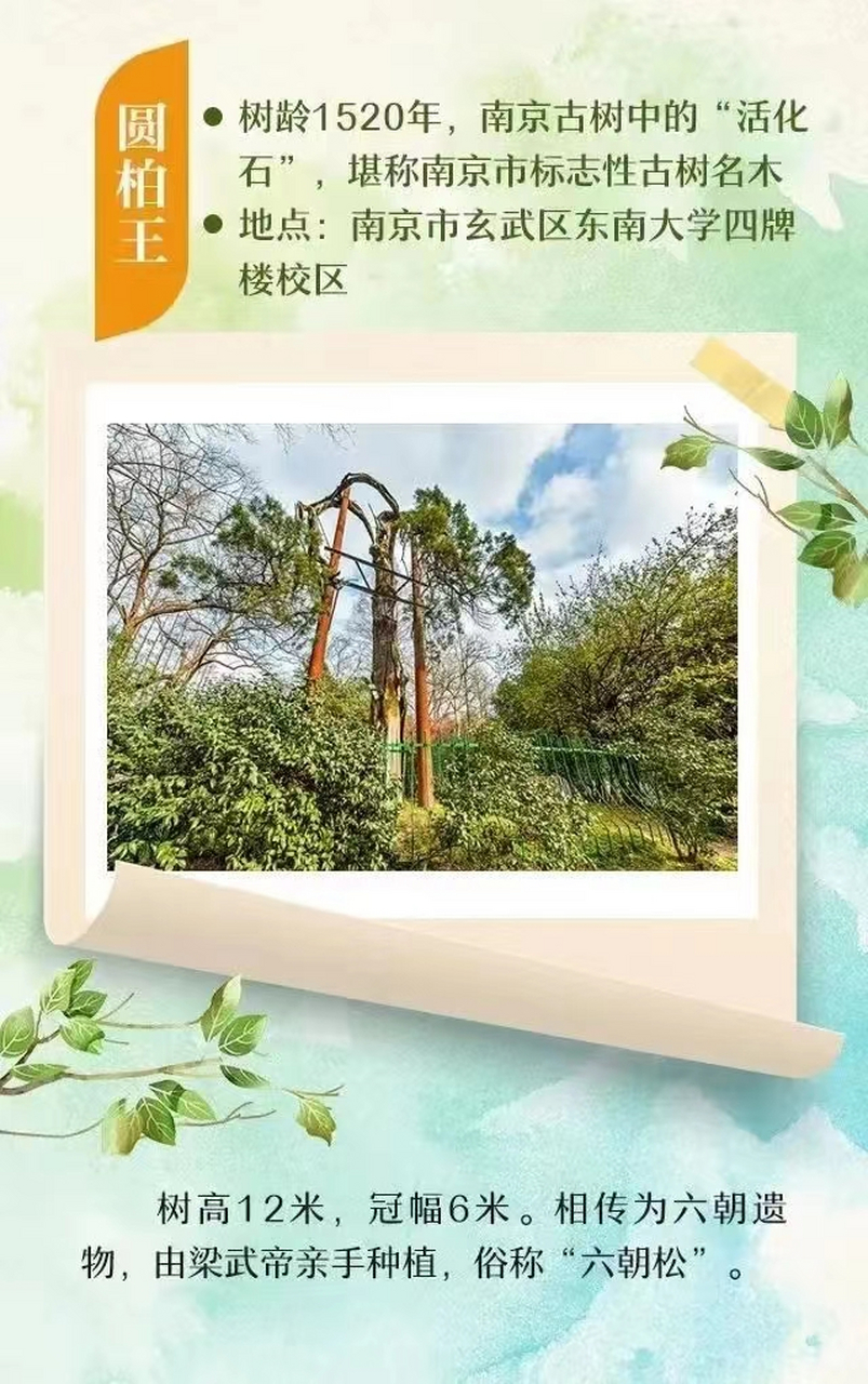 六朝松是东南大学的精神图腾,位于校园西北,相传为六朝遗株,为金陵城