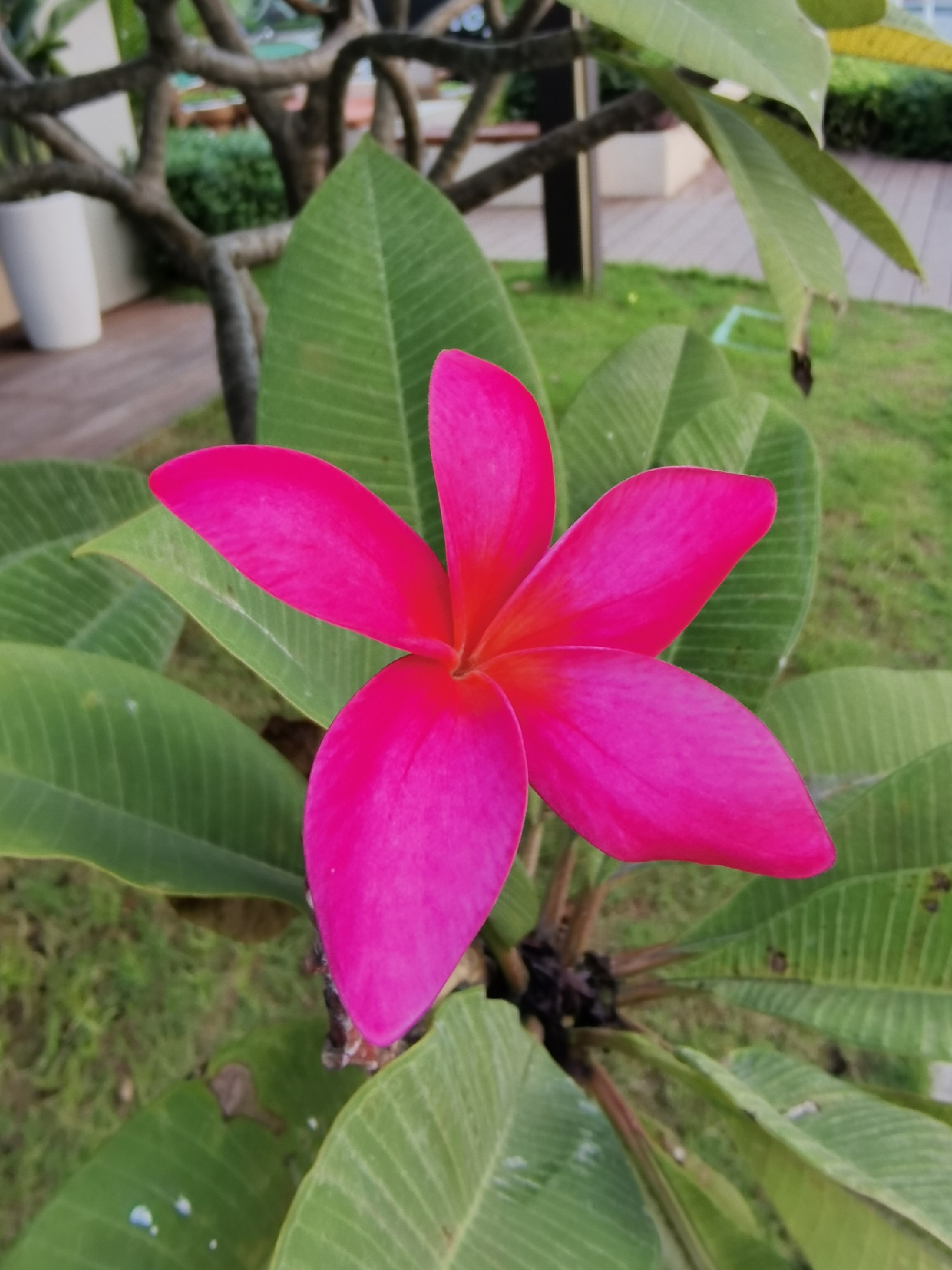 94亲爱的朋友们,你们看这朵鸡蛋花,它是不是很可爱呢?