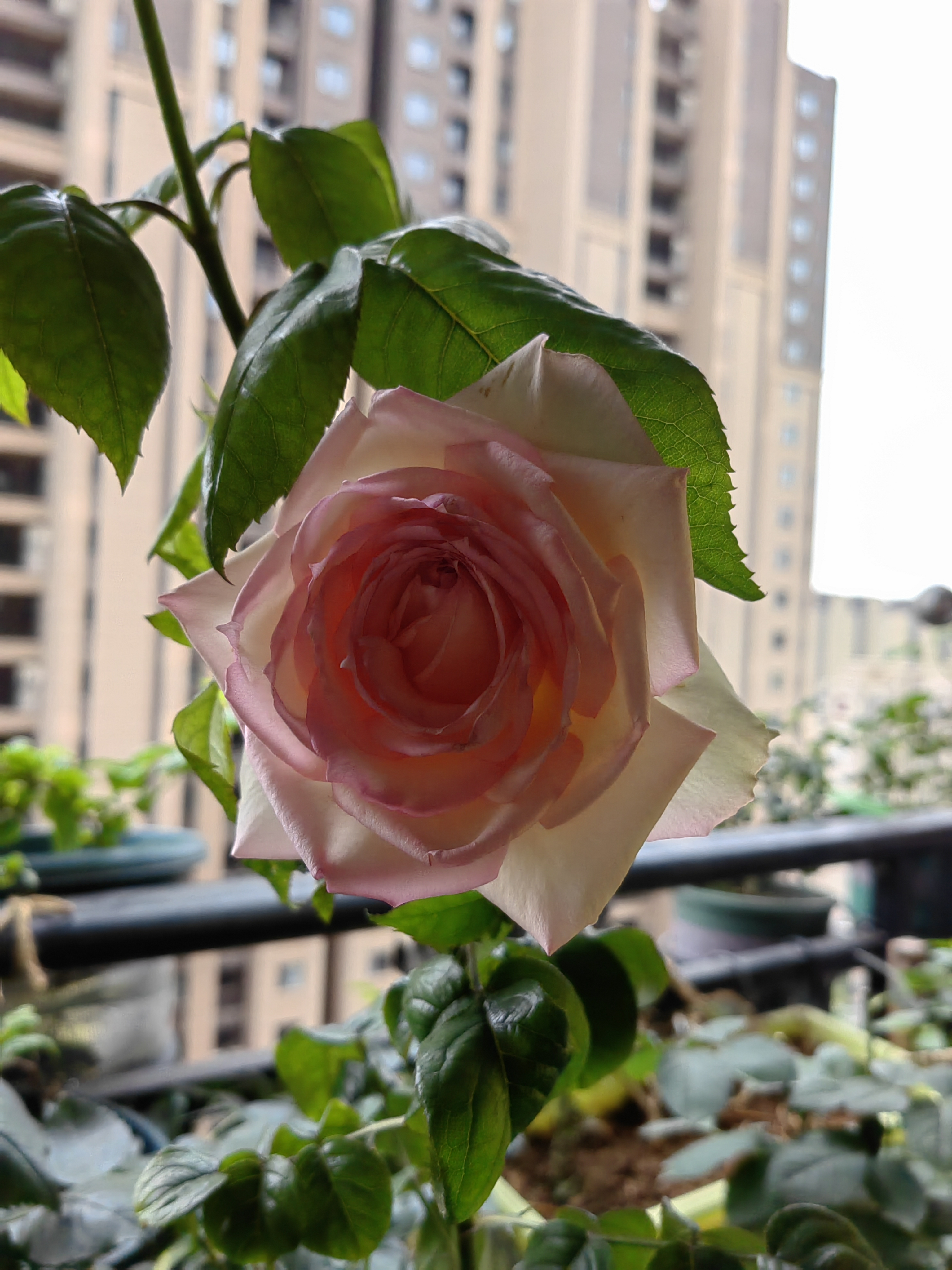 乐天派#月季# 真的好大呀,还有香味.