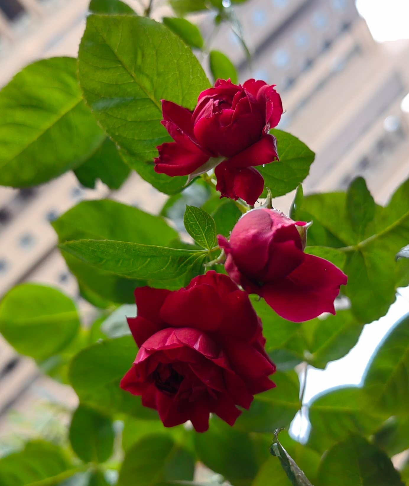 海格瑞#月季# 腾本,阳台上的表现,夏天也能开花,可以做到四季开花的藤