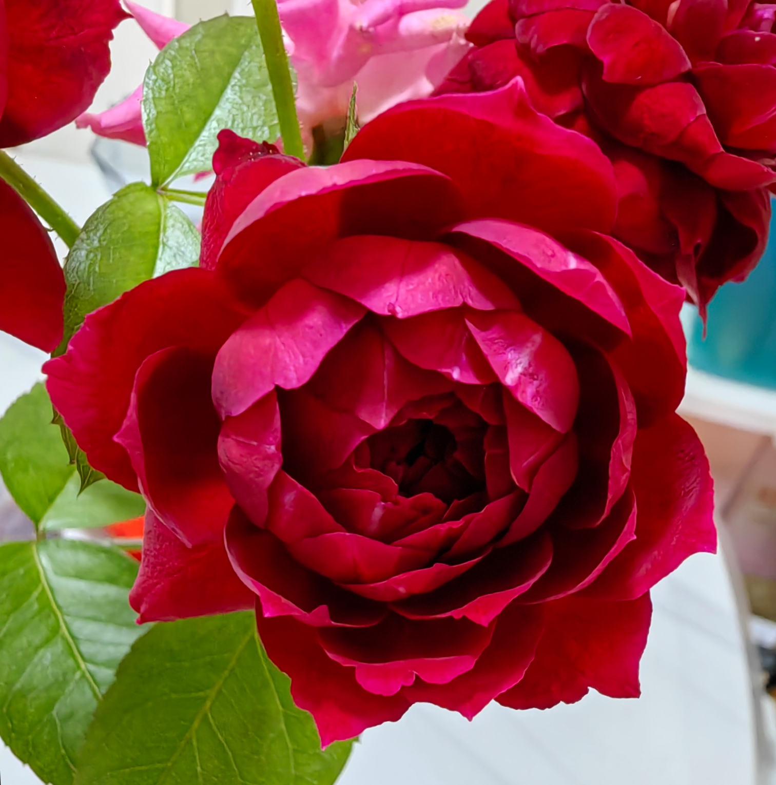 海格瑞#月季# 腾本,阳台上的表现,夏天也能开花,可以做到四季开花的藤