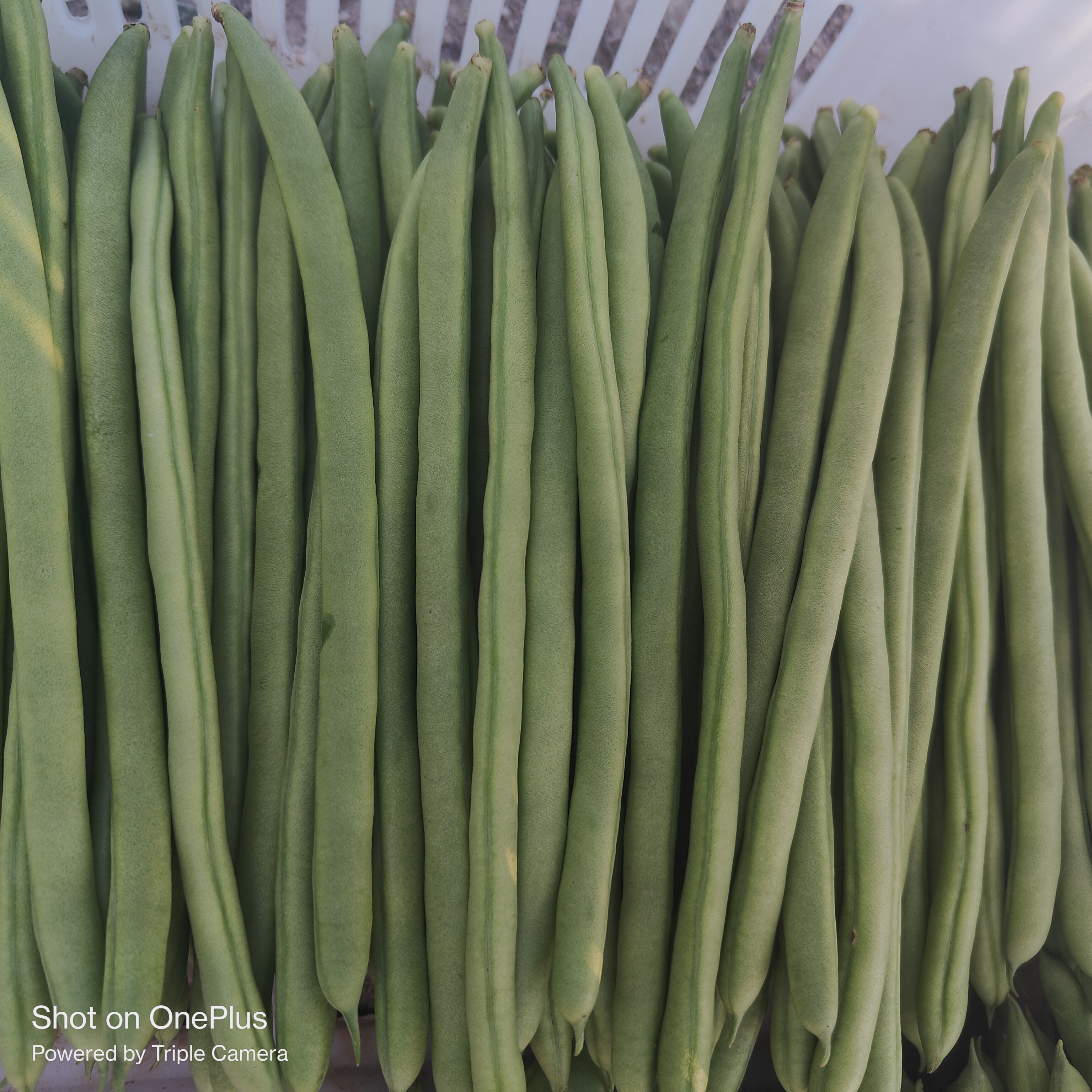 原产地直发,四季豆 (菜豆,芸豆) 食用价值高   四季豆属于低热量,高
