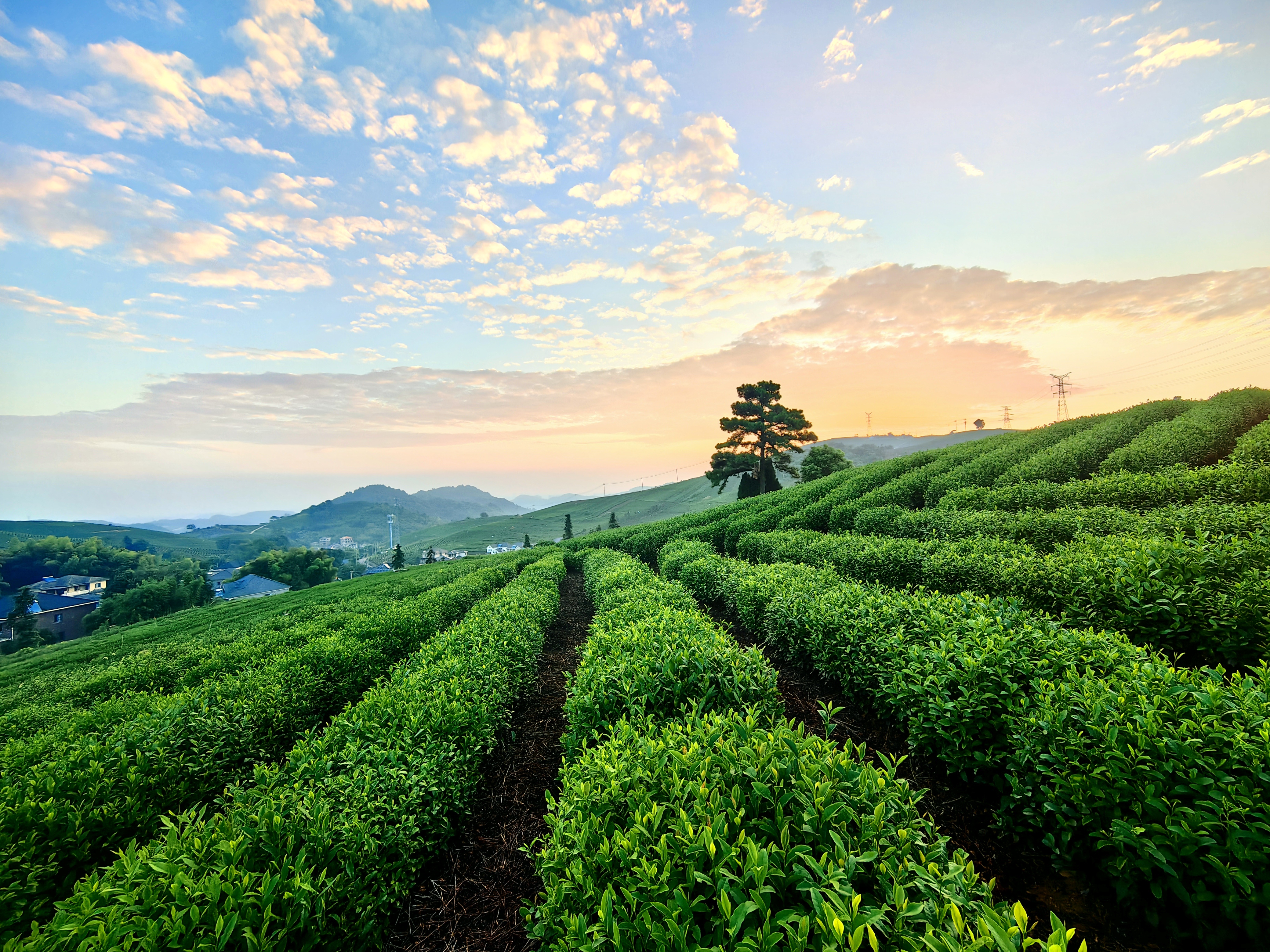 "午后时光,一杯天果乙龙井茶,清香袅袅,仿佛置身云雾缭绕的龙井山间