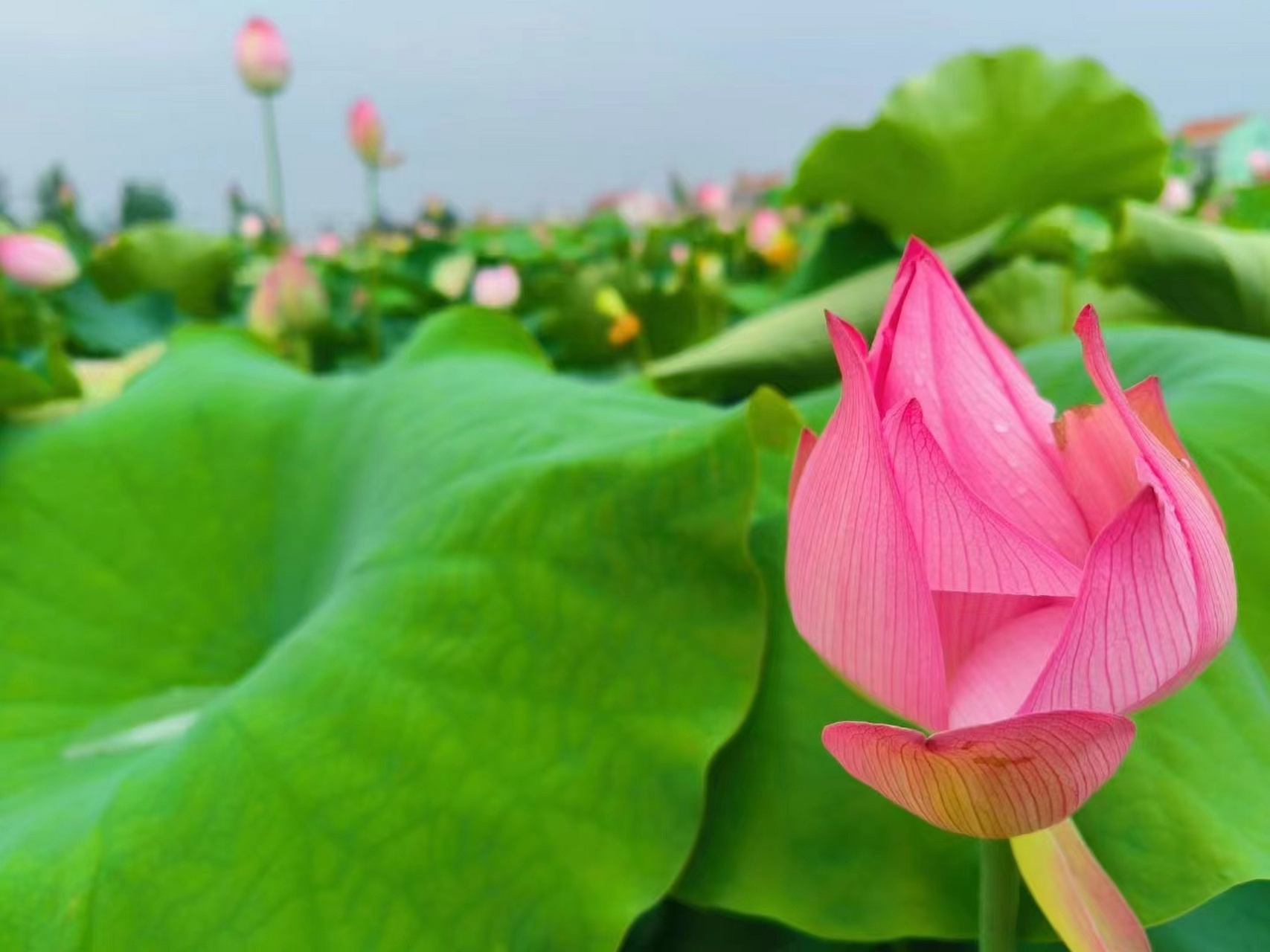 雨后荷花池图片图片