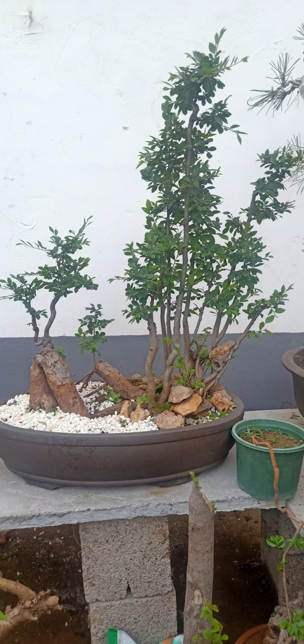 榆树丛林盆景