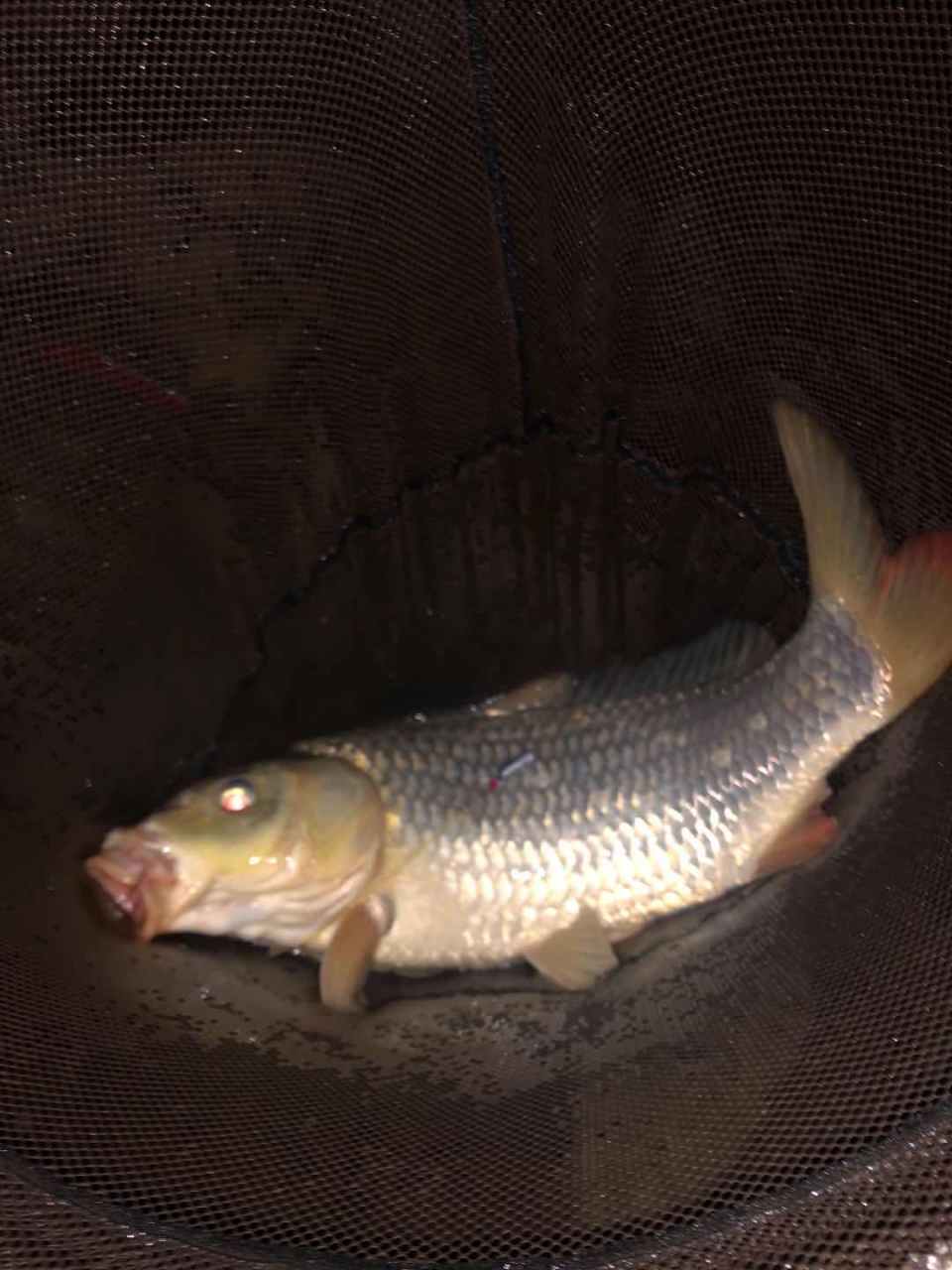 钓友今天晚上上鱼啦[赞同]