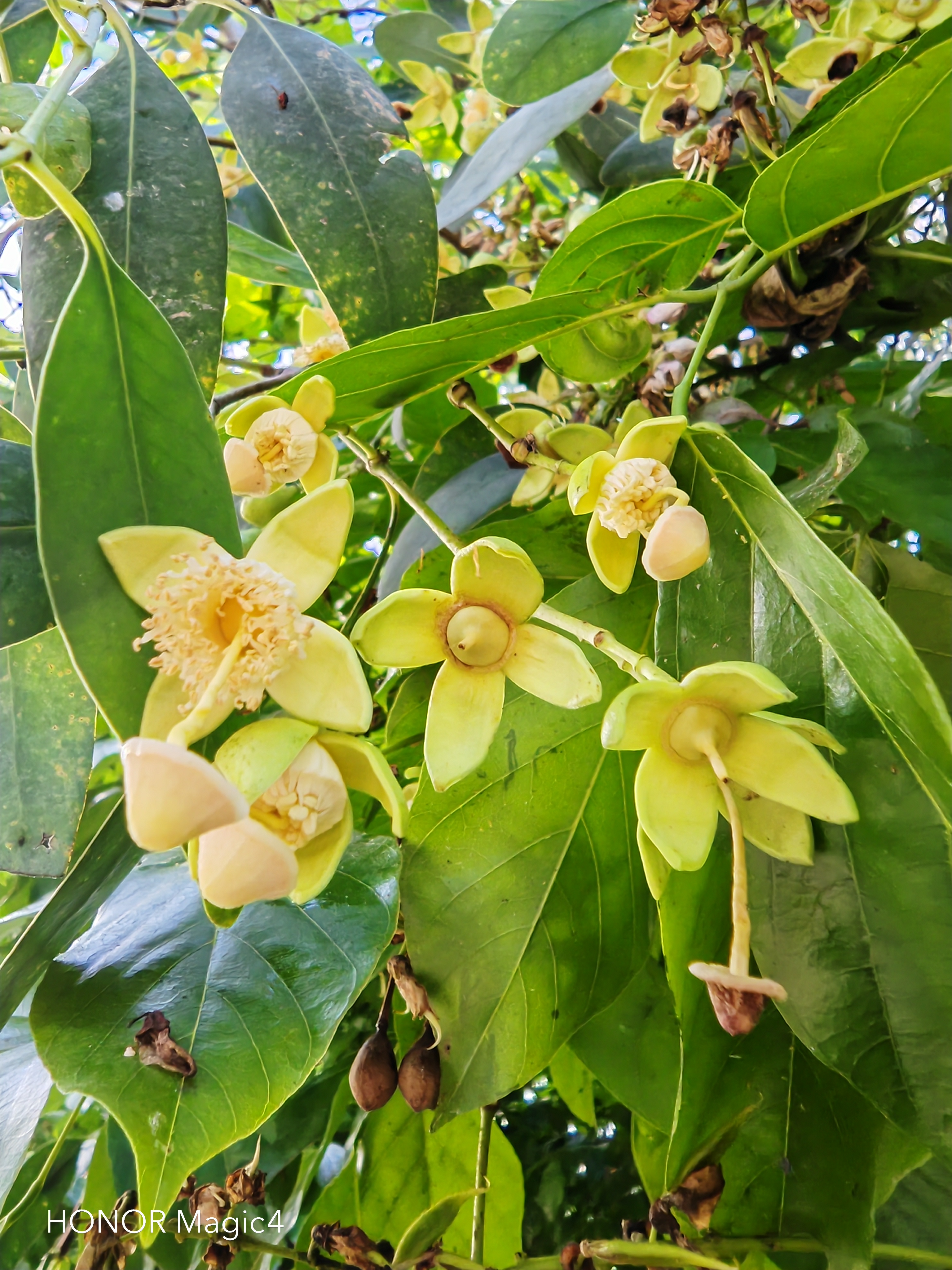 无瓣海桑,是千屈菜科海桑属乔木,高可达20米(图2).