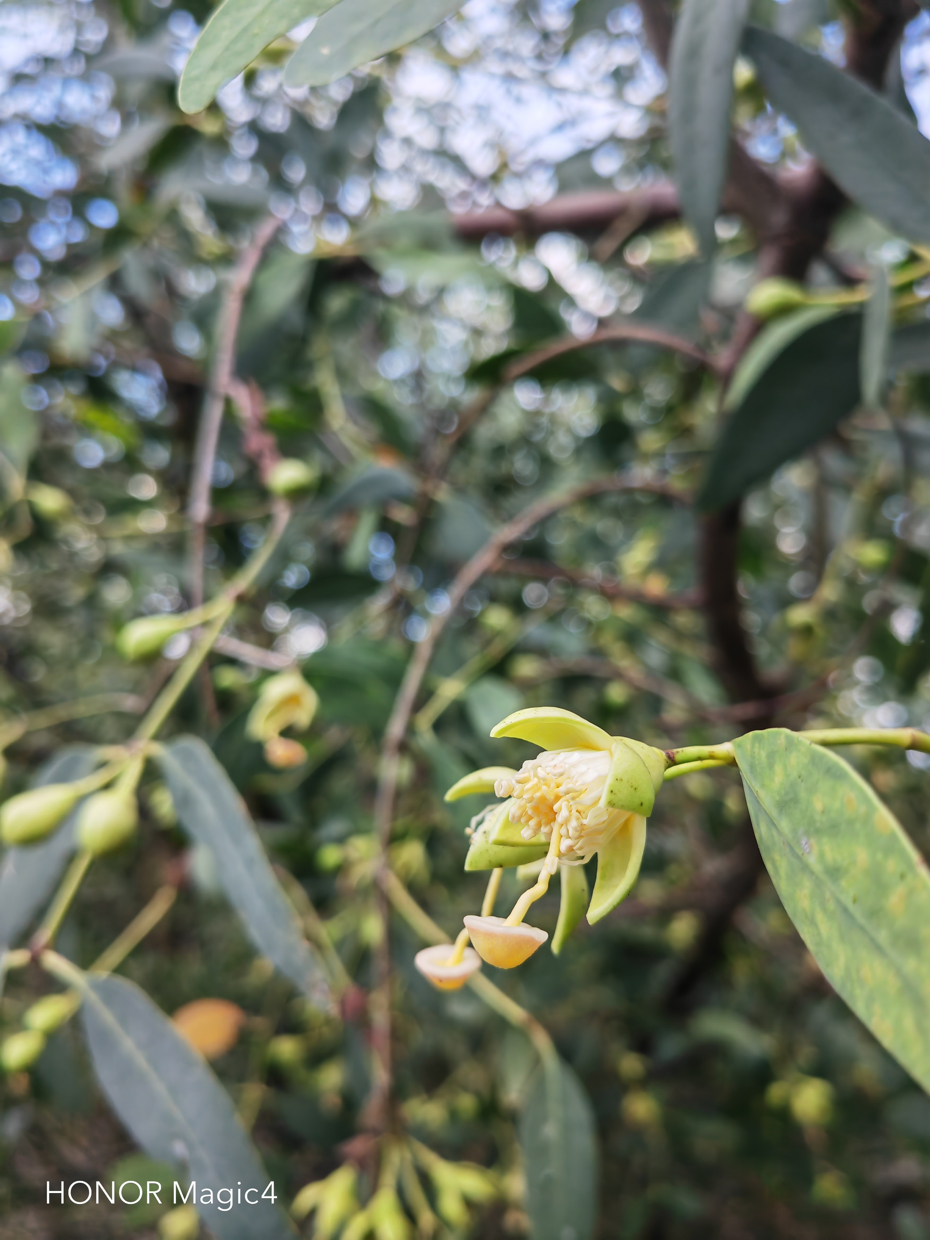 无瓣海桑,是千屈菜科海桑属乔木,高可达20米(图2).