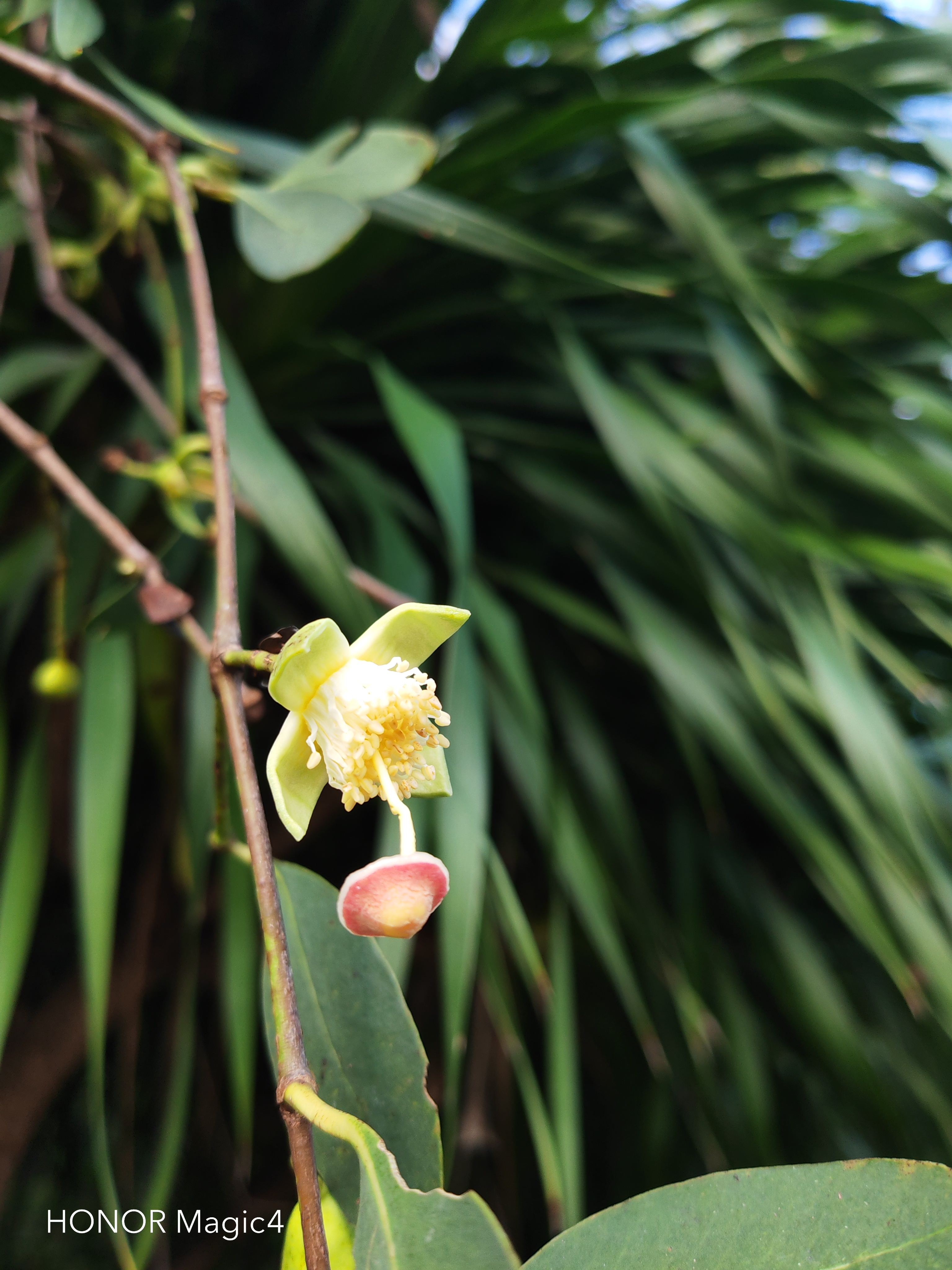 无瓣海桑,是千屈菜科海桑属乔木,高可达20米(图2).