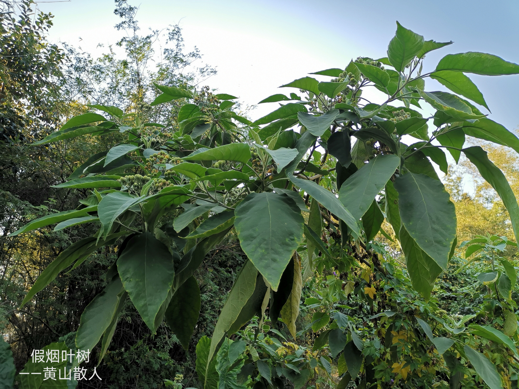 每天认识一种植物# 假烟叶树,第一次拍到[得意]