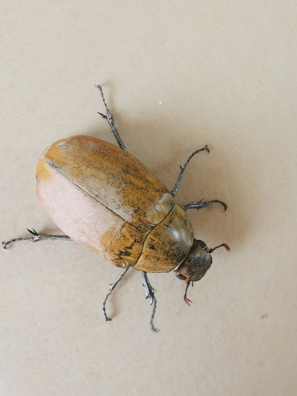 鞘翅目鳃金龟科,体色多呈棕,褐至黑褐.