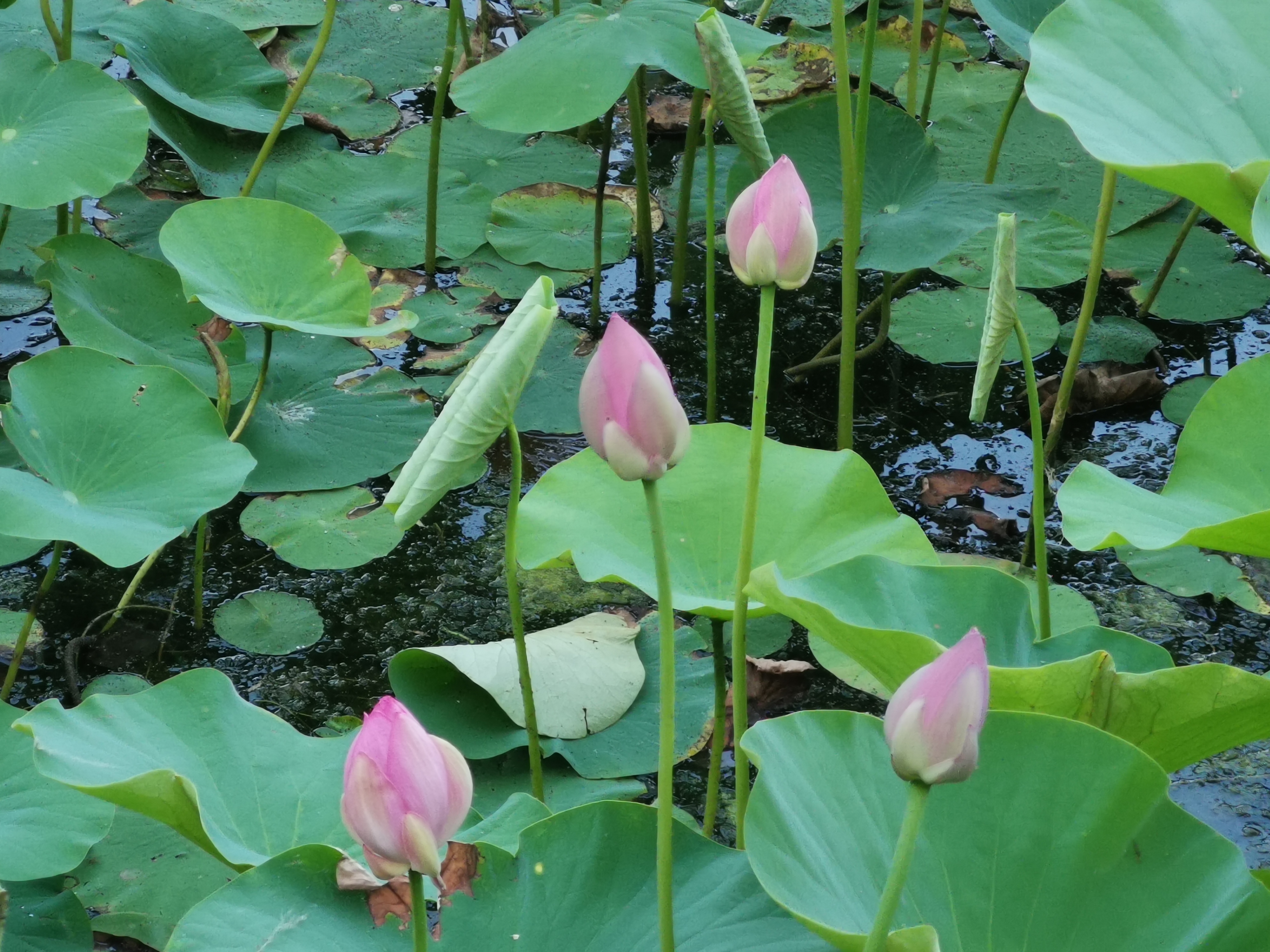 小荷已露尖尖角图片