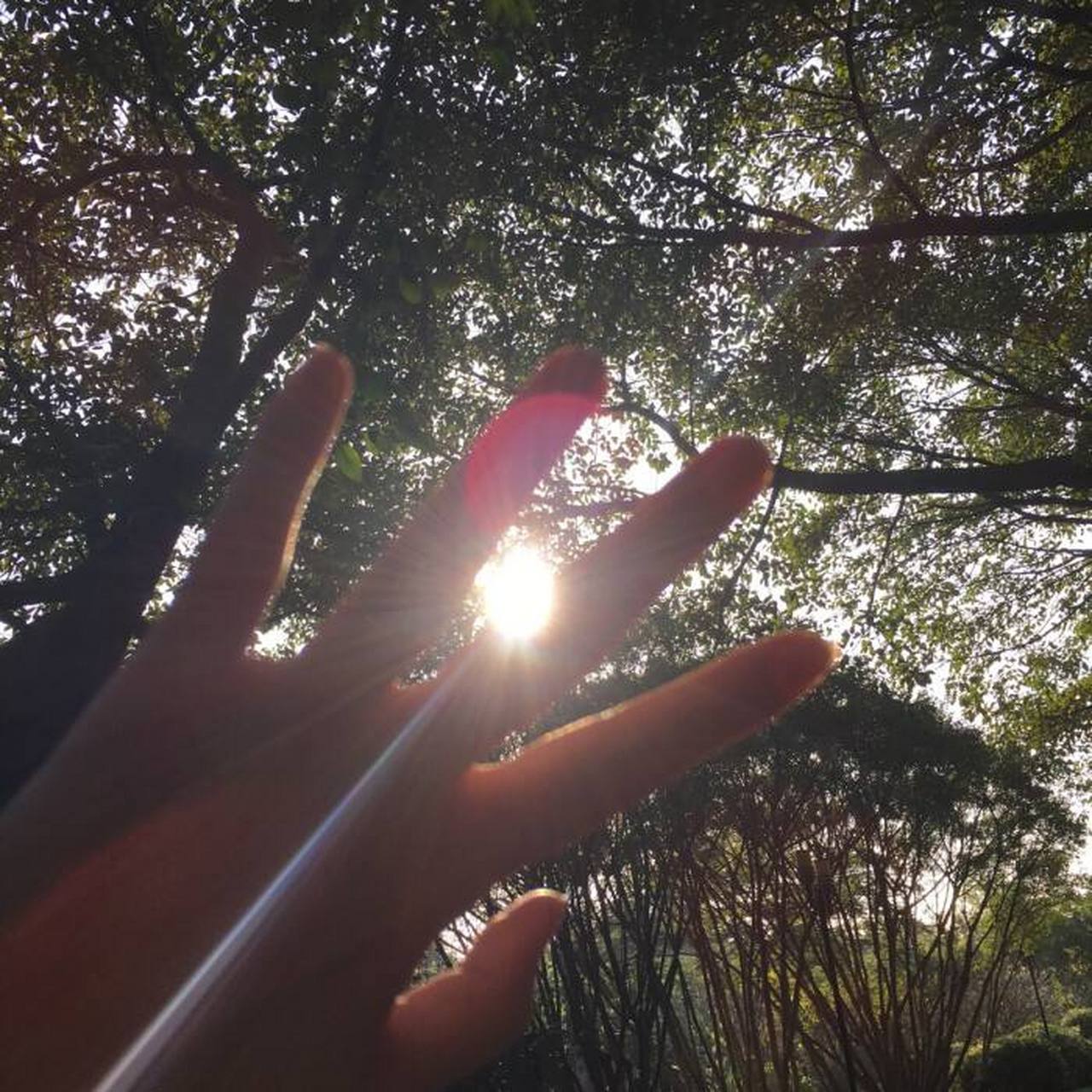午后的阳光, 穿过树林枝叶的缝隙 斑斓成影 又暖暖的照在身上  伸手