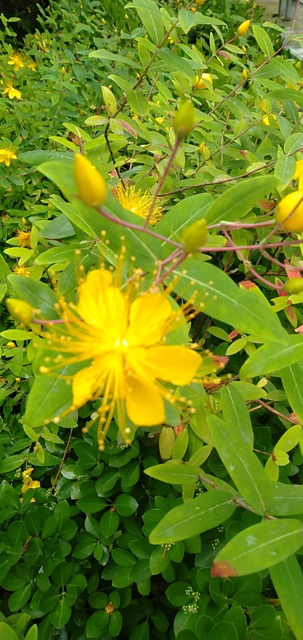 绣球花仗满堂前,金蝴蝶花呀呀呀