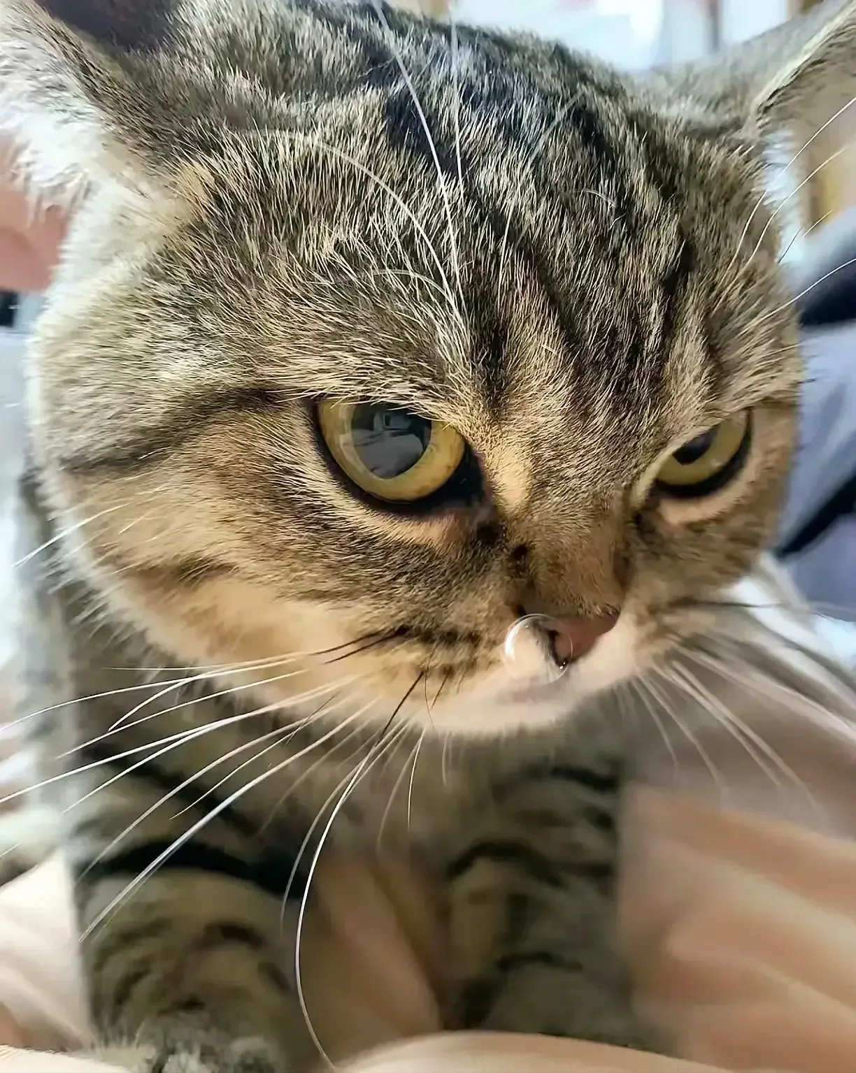 狸花猫是我爸在路边捡的刚捡回来那会我和我妈都烦得不行