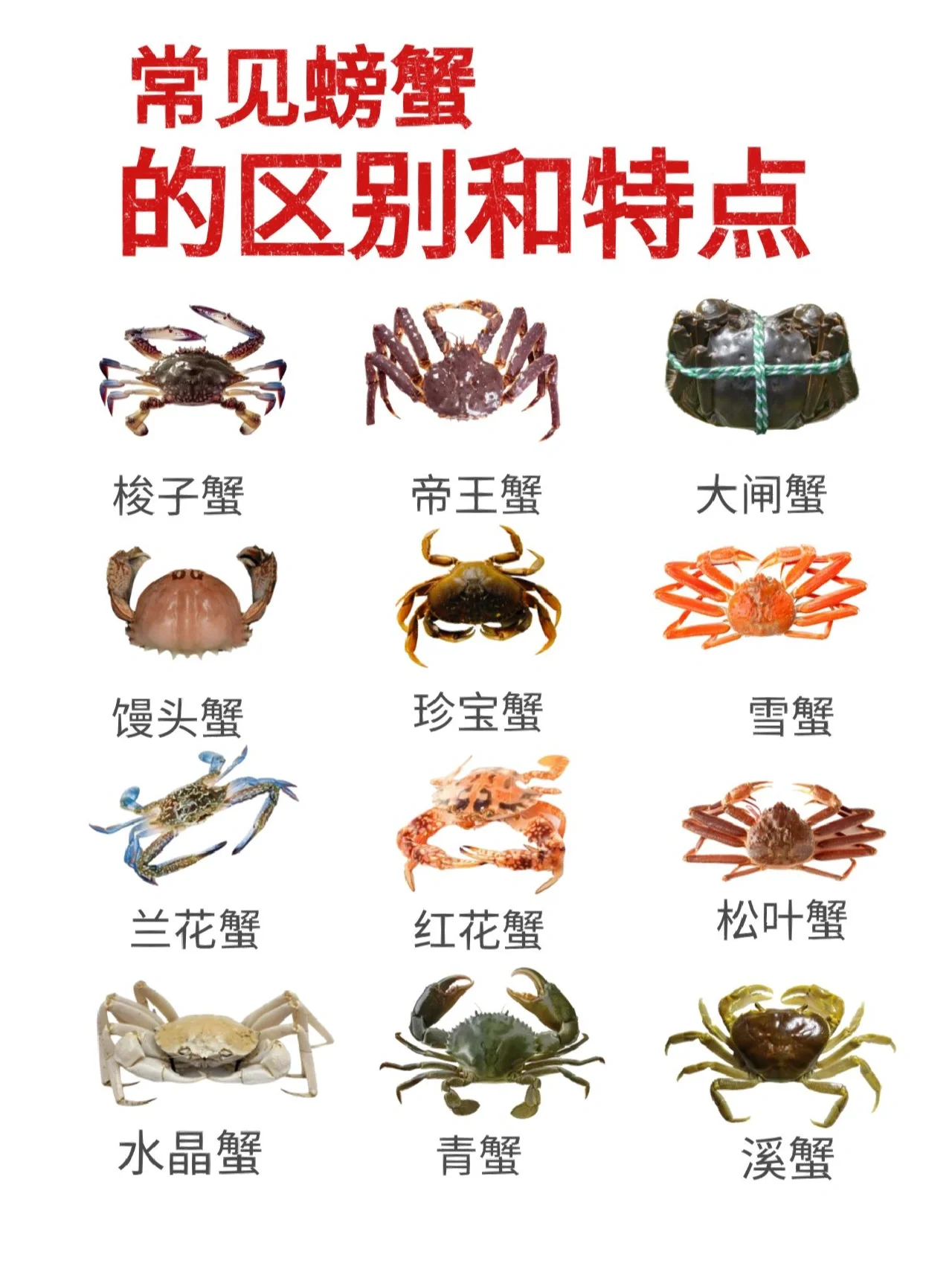 【螃蟹合集】常见螃蟹的区别和特点