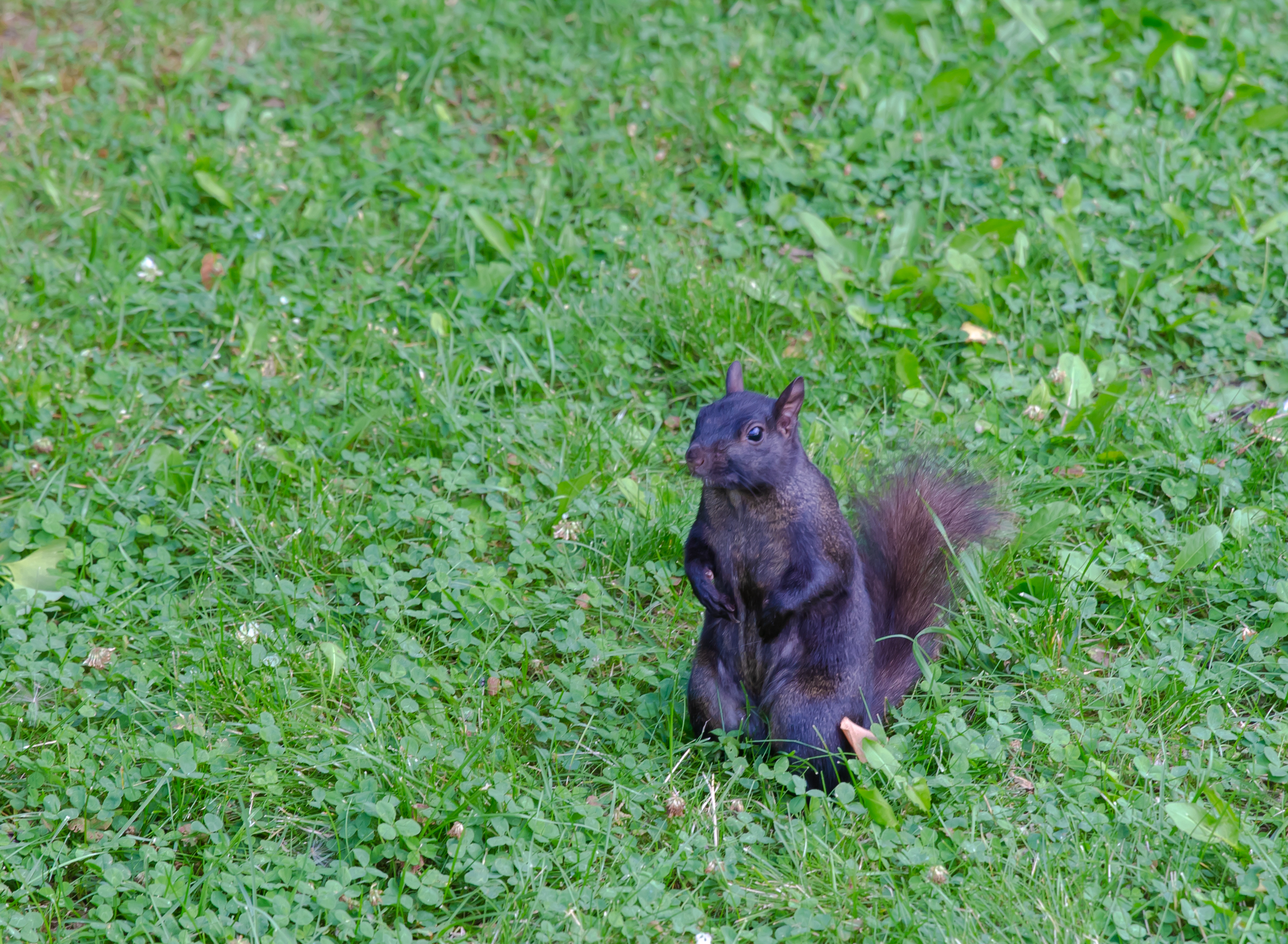在绿意盎然的草地上,一只小黑松鼠停下脚步,好奇地望向镜头
