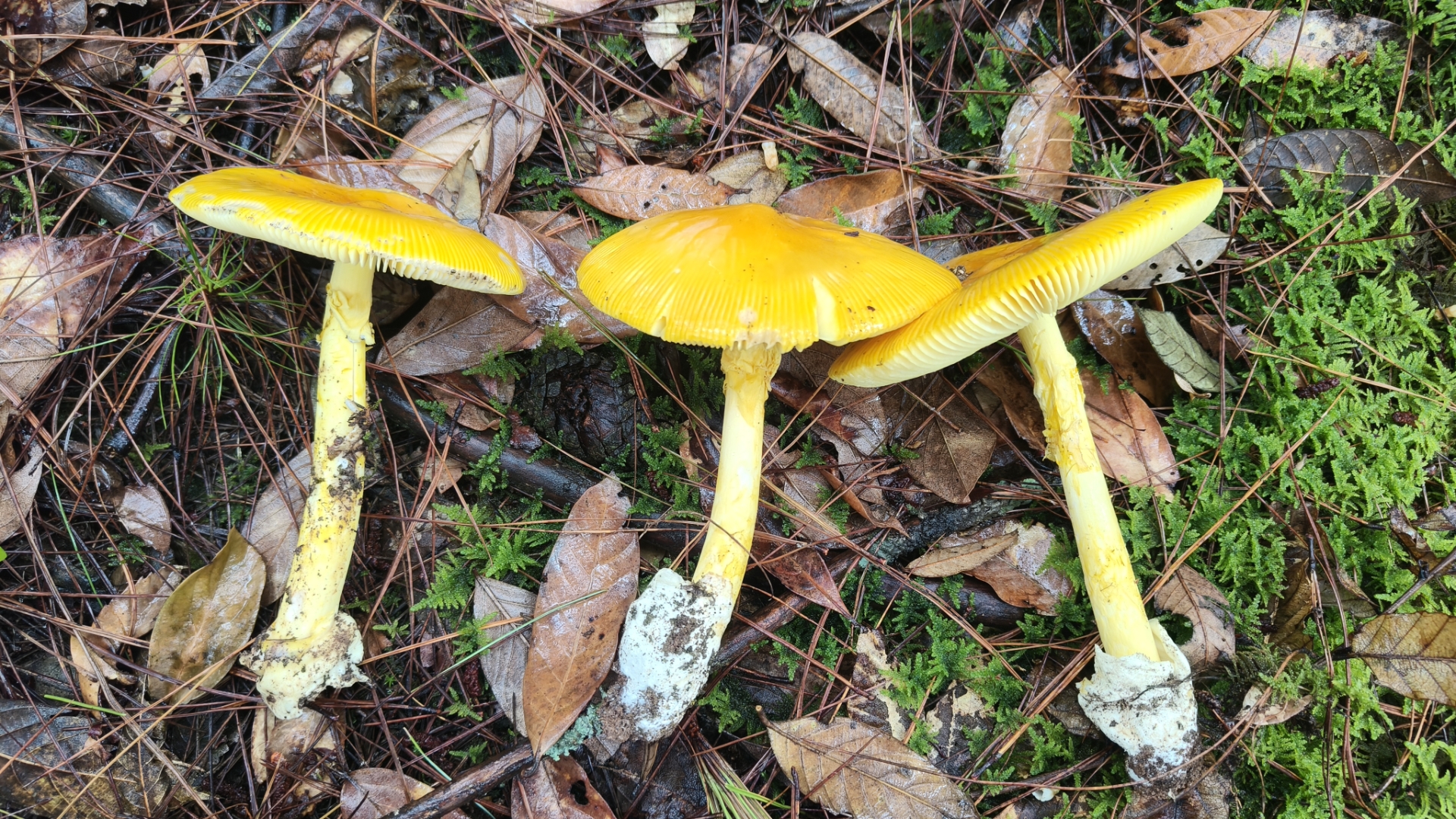 看到这个菌子相当漂亮,像鸡蛋黄一样的,找了很多年的野生菌,从来没