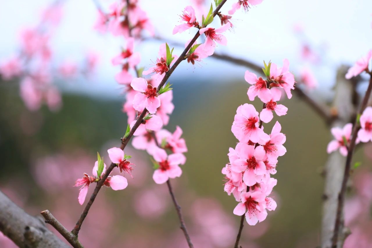 女命有咸池桃花长相图片